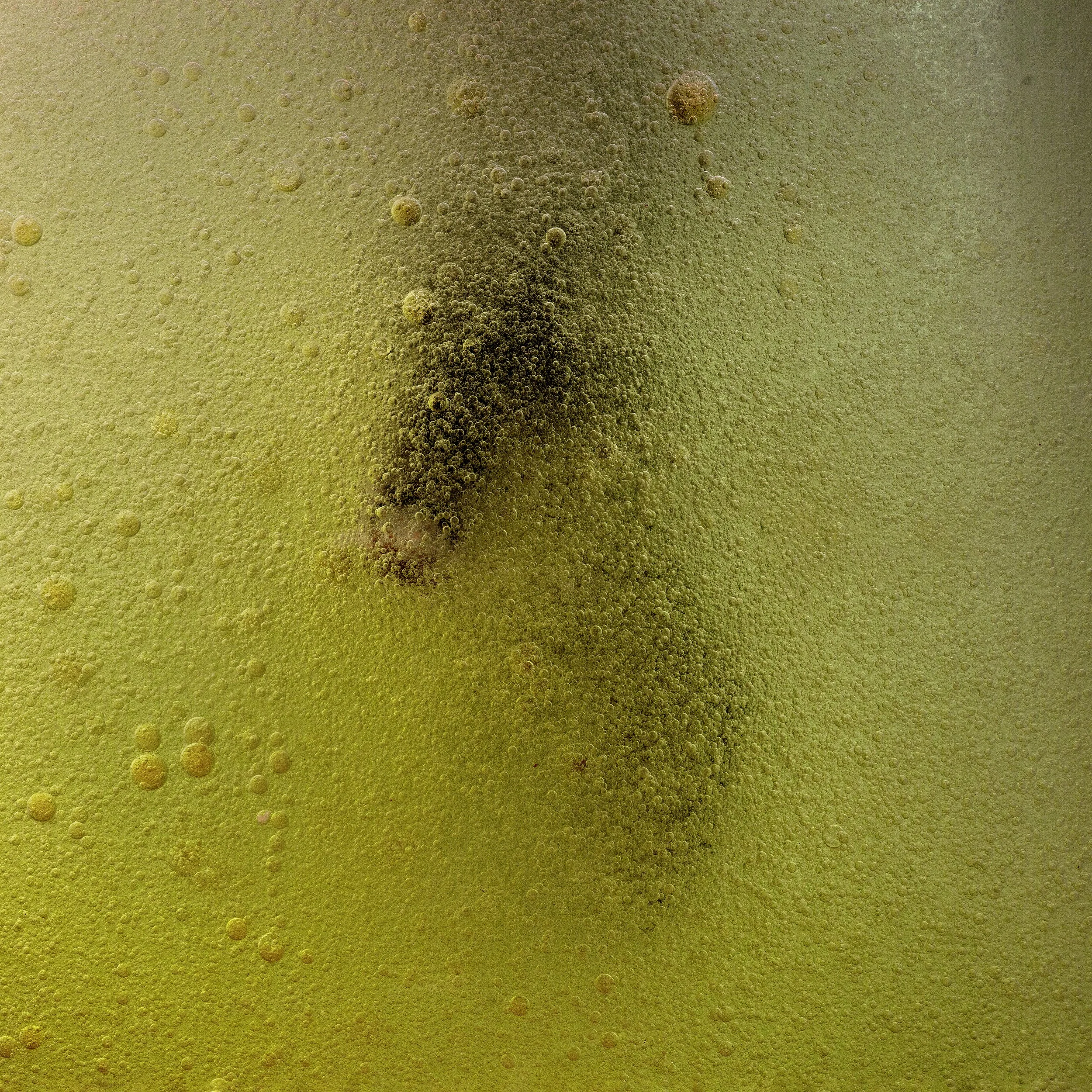 Close-up of a bubbling yellow-green liquid, possibly carbonated beverage or chemical reaction.