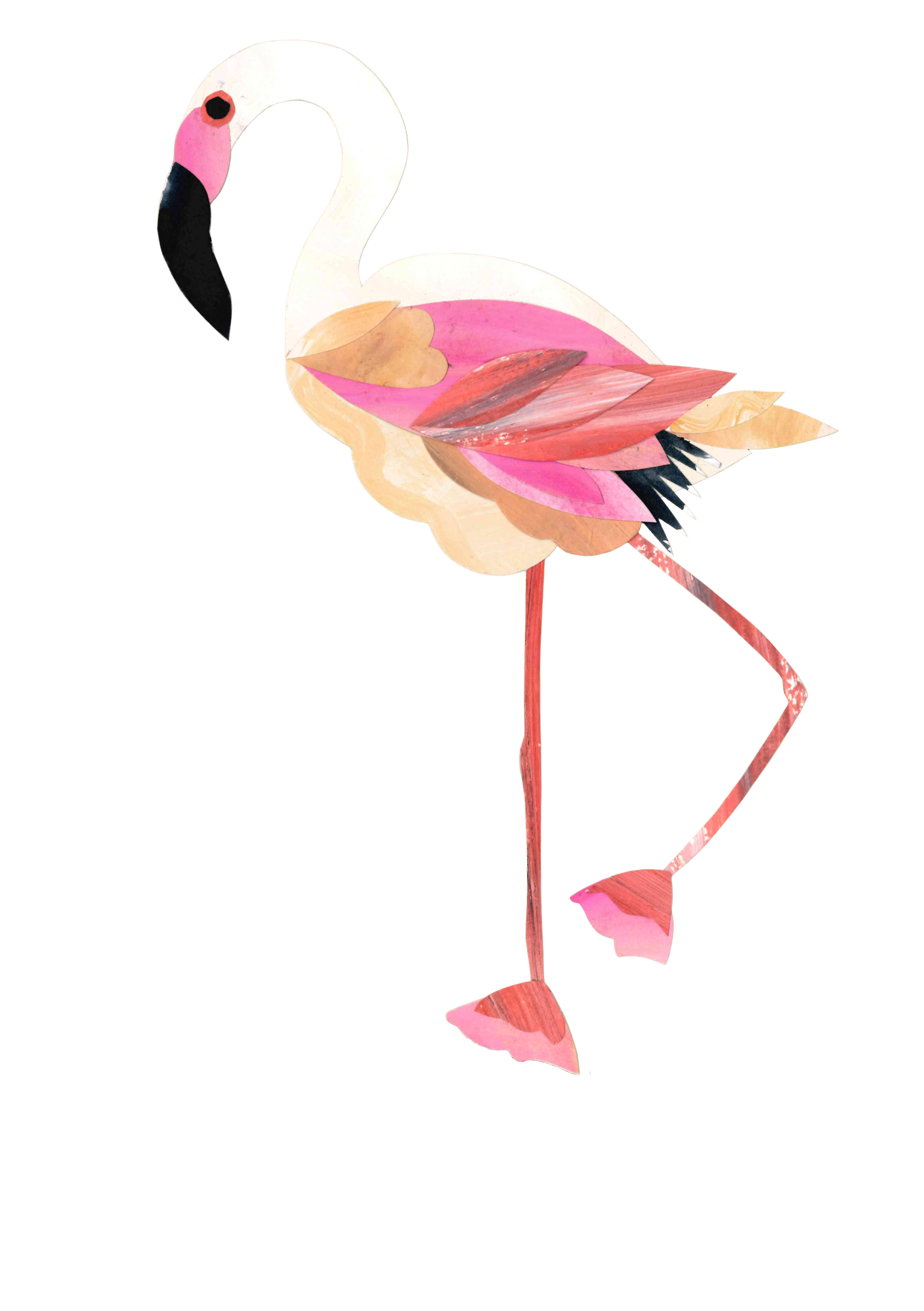paflamingo.png
