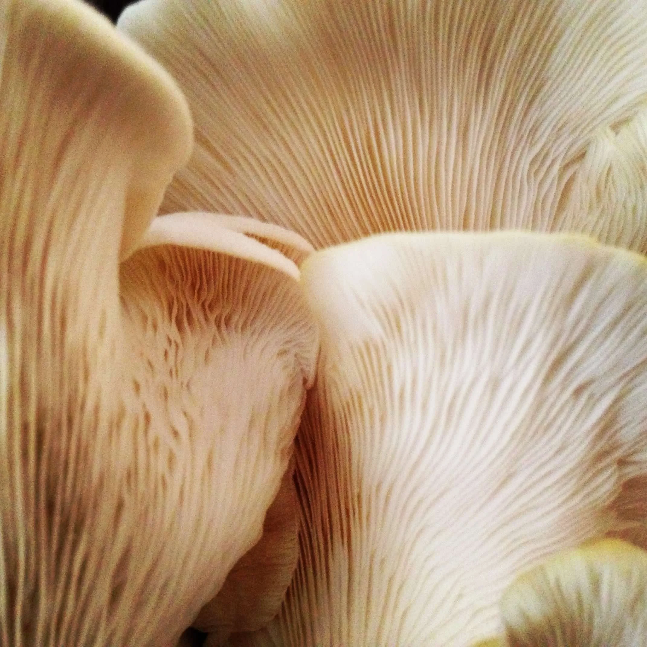 Shrooms