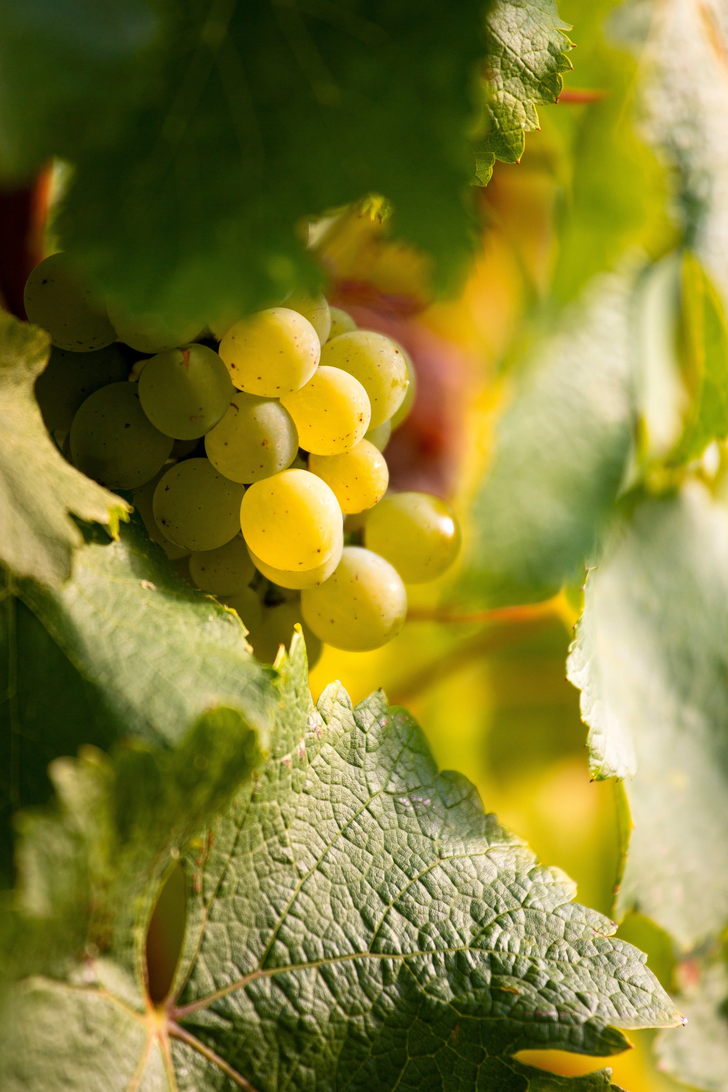 Raisin vert sous les feuilles de vigne