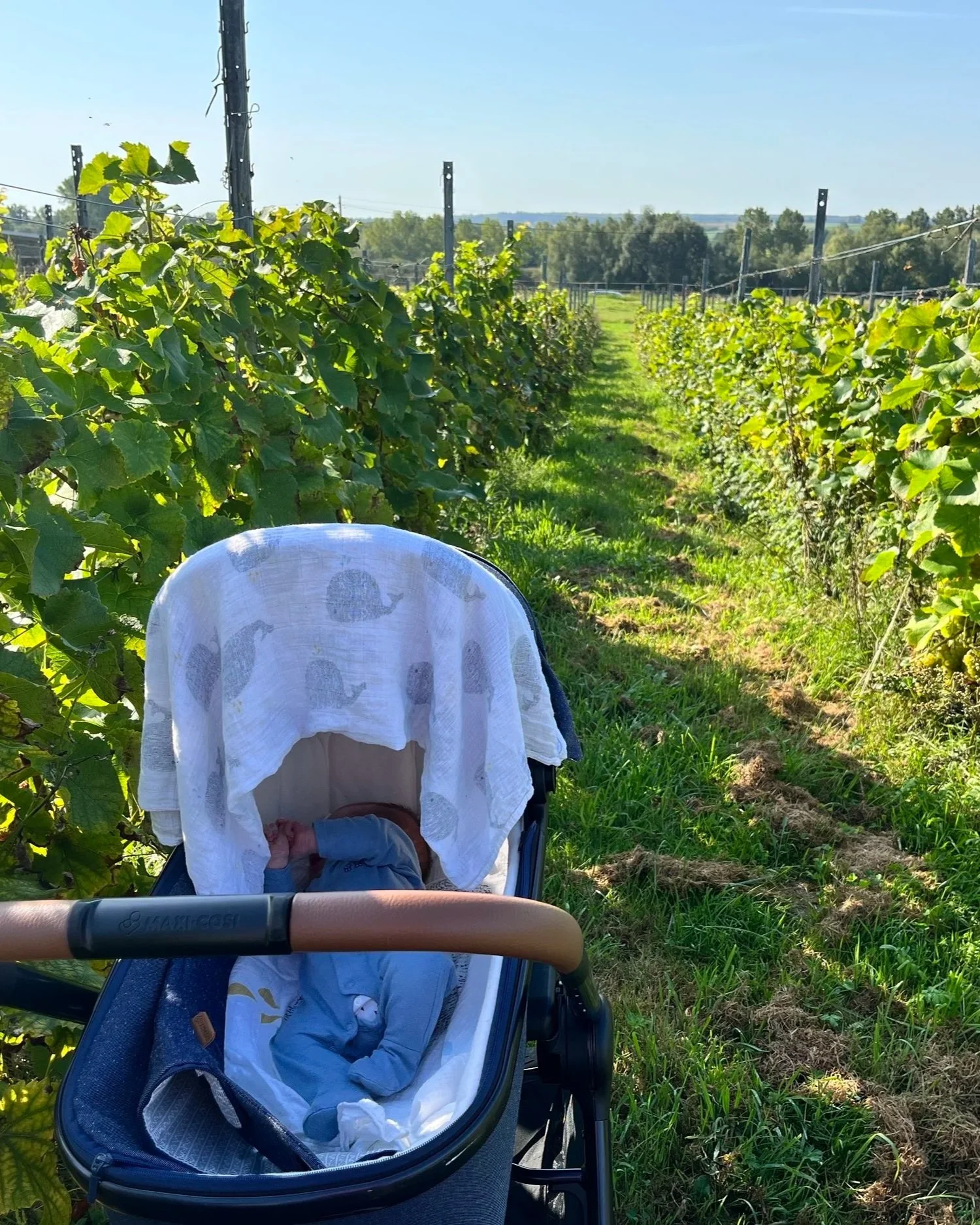 Un bébé dans une poussette sous un parasol blanc avec un motif, en plein air dans un champ ou une vigne, avec des rangées de vignes et un ciel clair en arrière-plan.