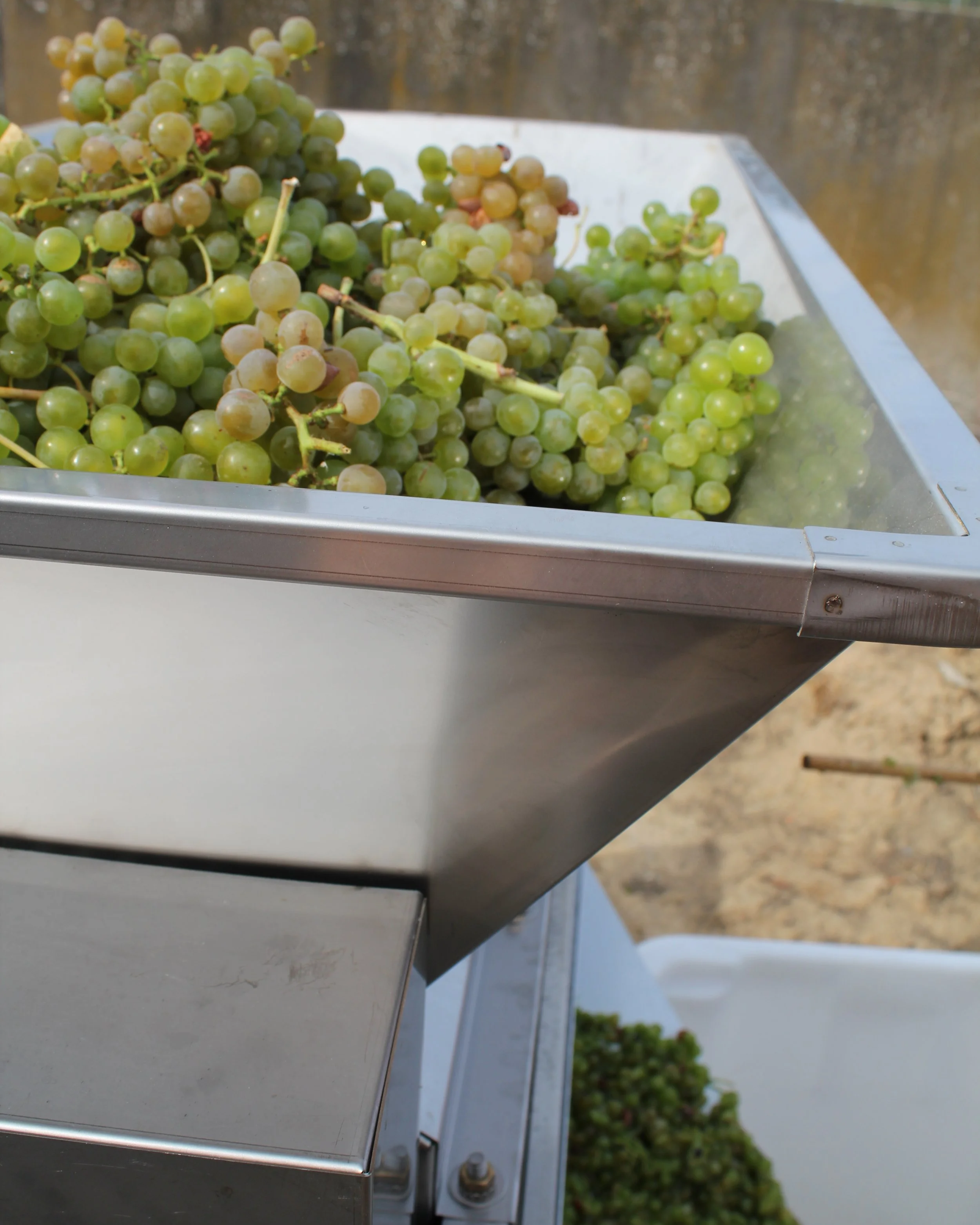 Raisin blanc dans une cuve en métal