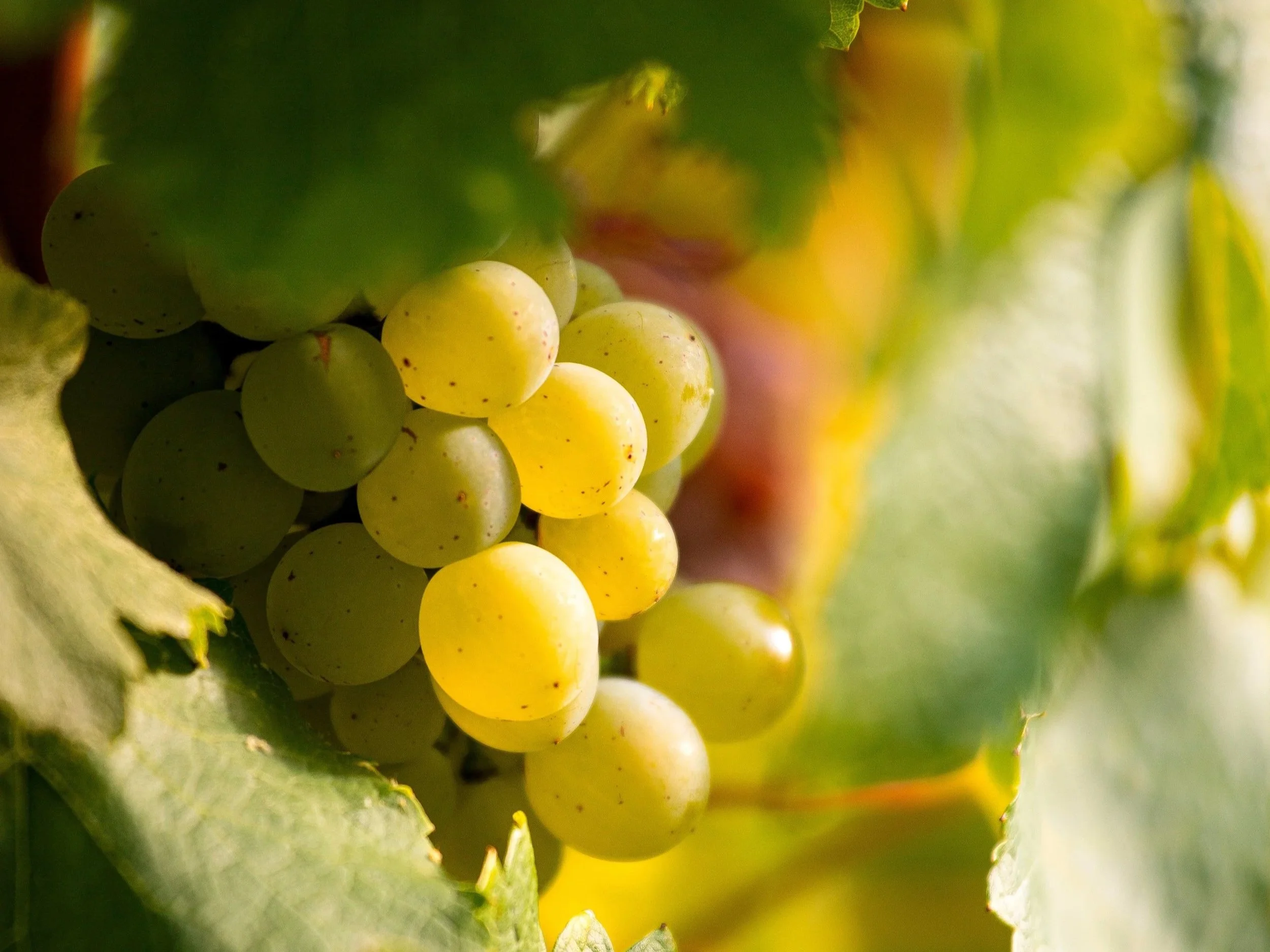 Grappes de raisin vert avec feuilles de vigne vertes environnantes