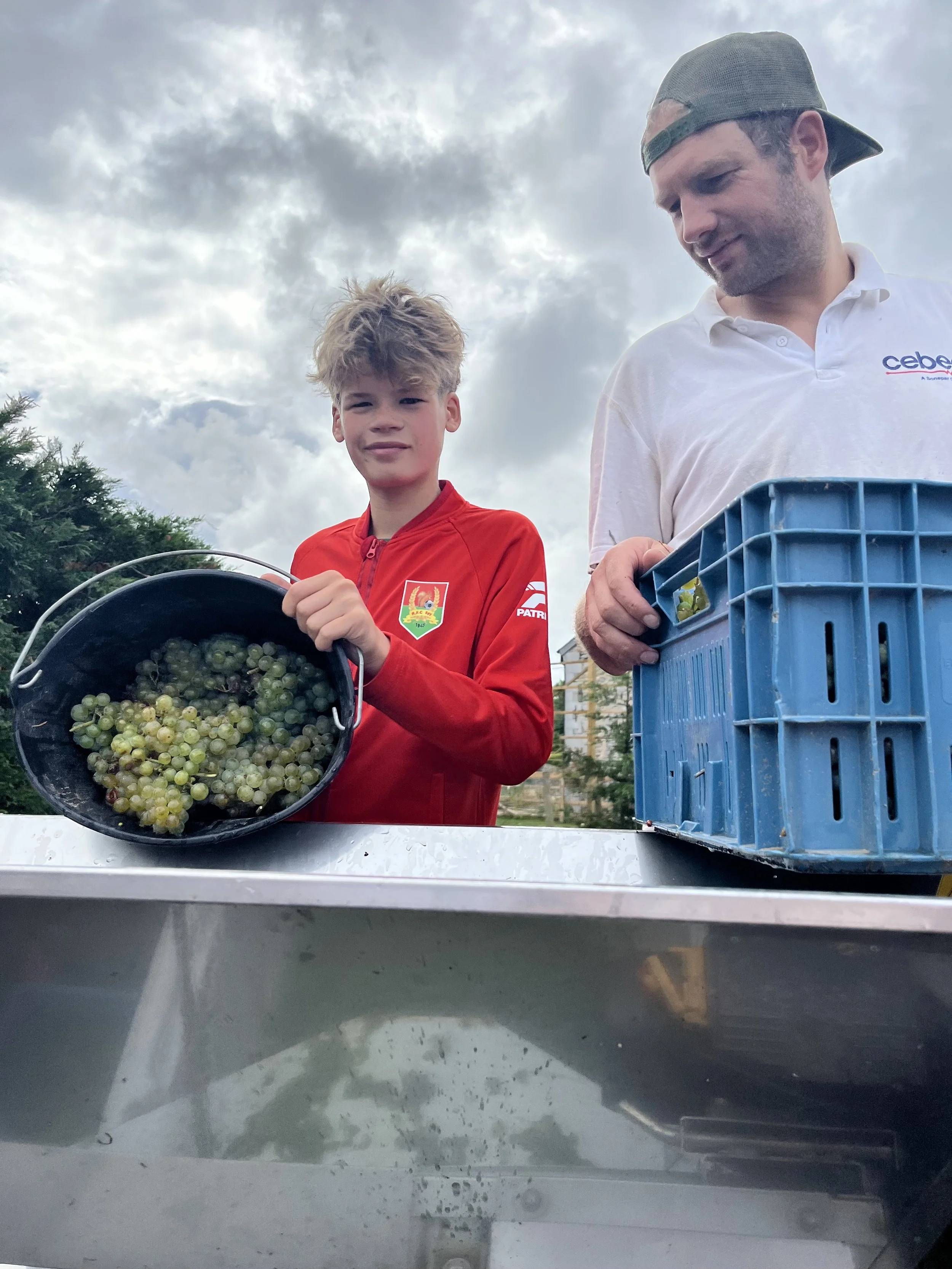Un garçon et un homme récoltant des raisins dans un vignoble, le garçon tenant un seau rempli de raisins verts, l'homme portant une boîte bleue, sous un ciel nuageux.