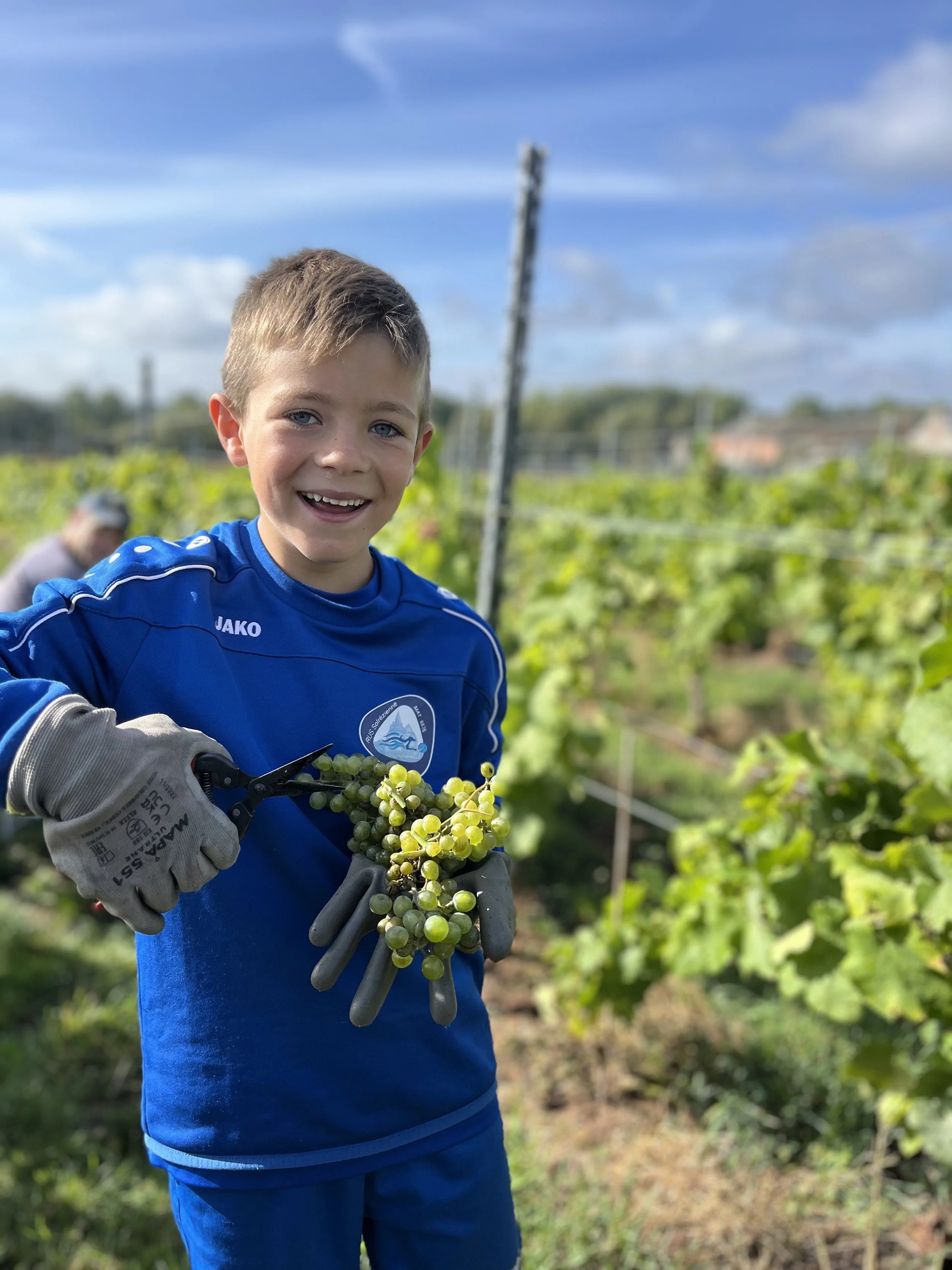 Jeune garçon souriant tenant une grappe de raisins dans une vigne, portant des gants de travail, avec un ciel bleu et un paysage de vignoble en arrière-plan.