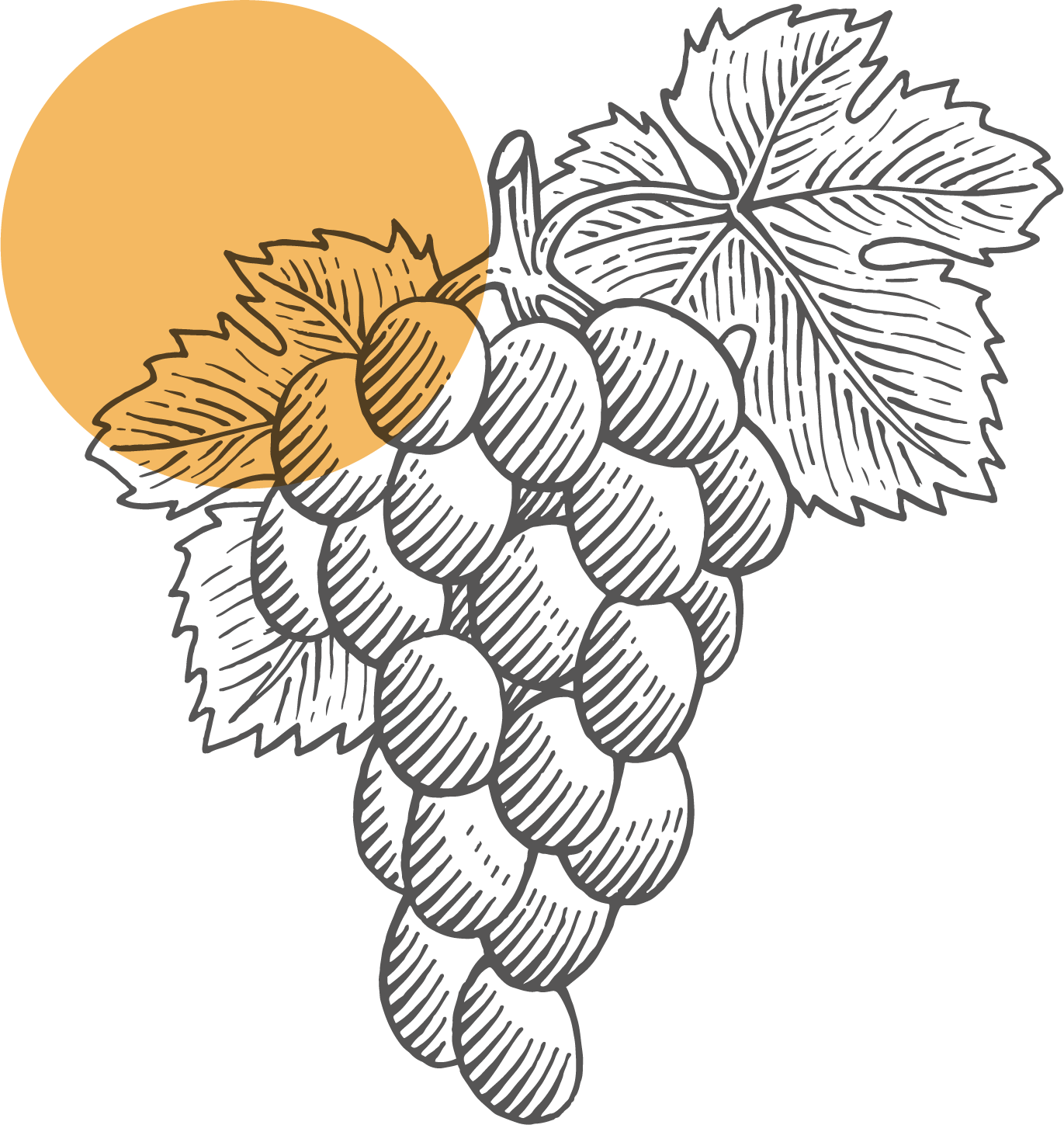 Illustration de raisins et feuilles de vigne, avec une partie en couleur jaune/orangé pour représenter le soleil ou une lumière