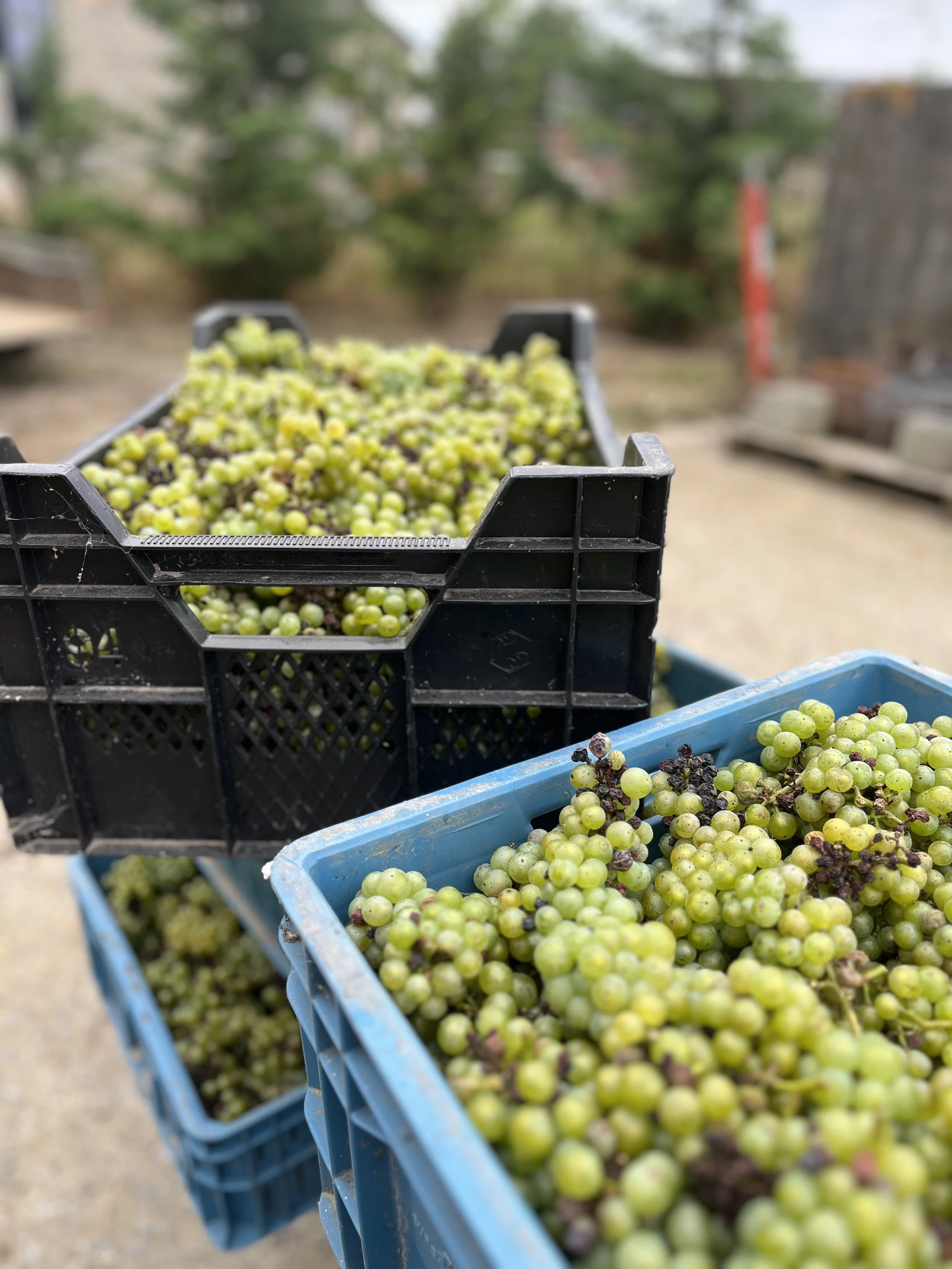 Caisse en plastique bleue remplie de grappes de raisins verts sur fond flou d'arbres et de bâtiments.