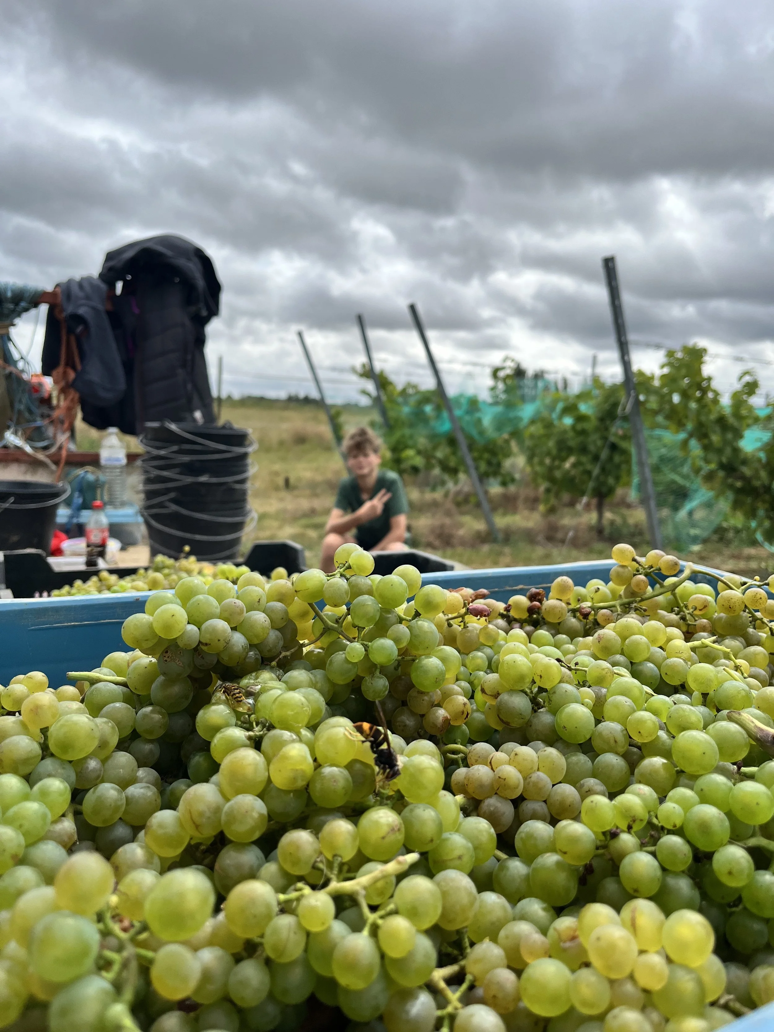 Raisin dans une bassine, avec un arrière-plan de vignes et un ciel nuageux.