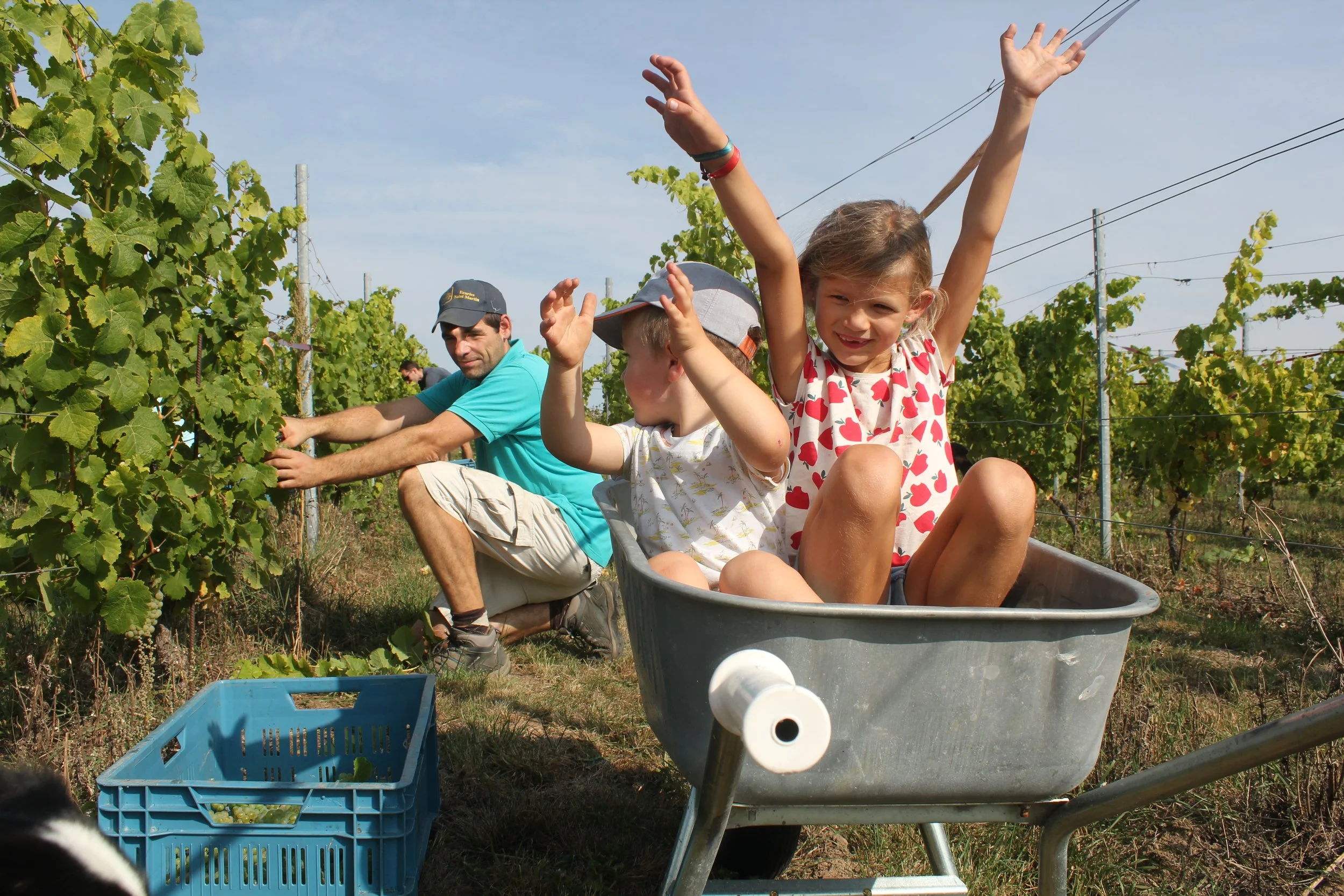 Des enfants et un adulte récoltant du raisin dans une vigne, assis dans une caisse à raisins, sous un ciel bleu par une journée ensoleillée.