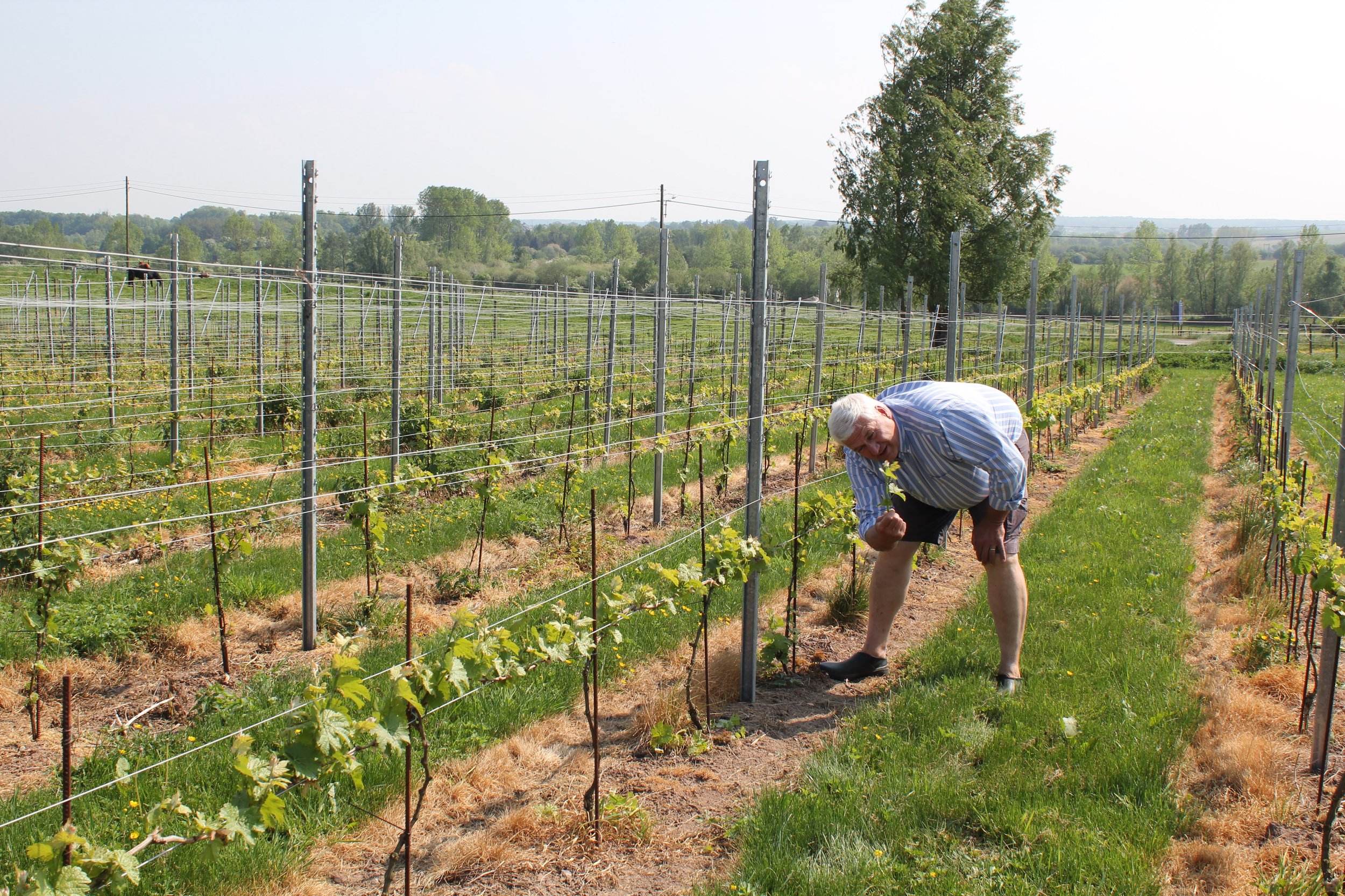 Un homme en chemise à rayures plie duvéing en grape sur un vignoble en plein air avec des rangées de vignes, un arbre et un ciel clair en arrière-plan.