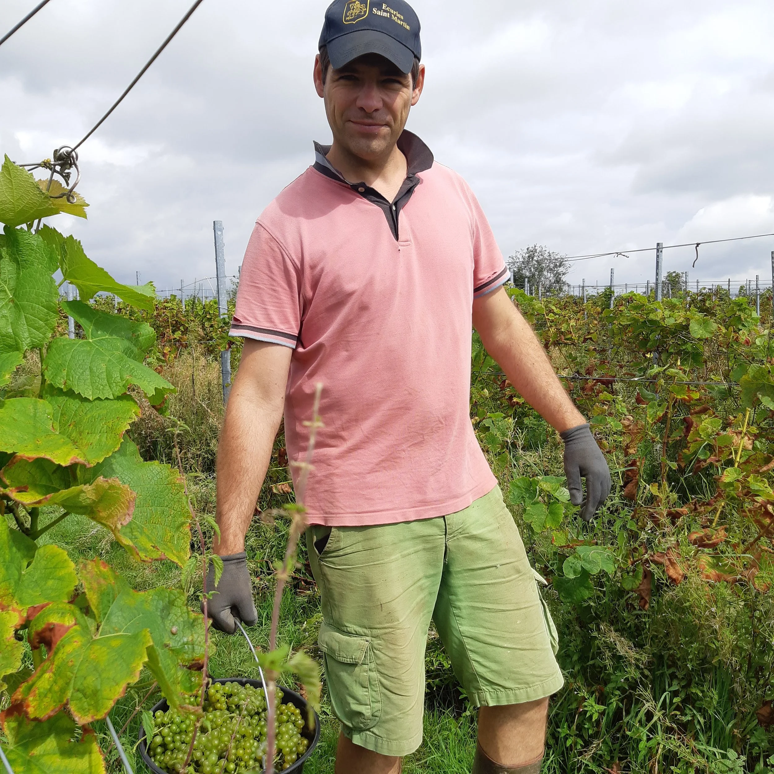 Un homme en vêtements de travail dans un vignoble, tenant une grappe de raisins verts, sous un ciel nuageux.