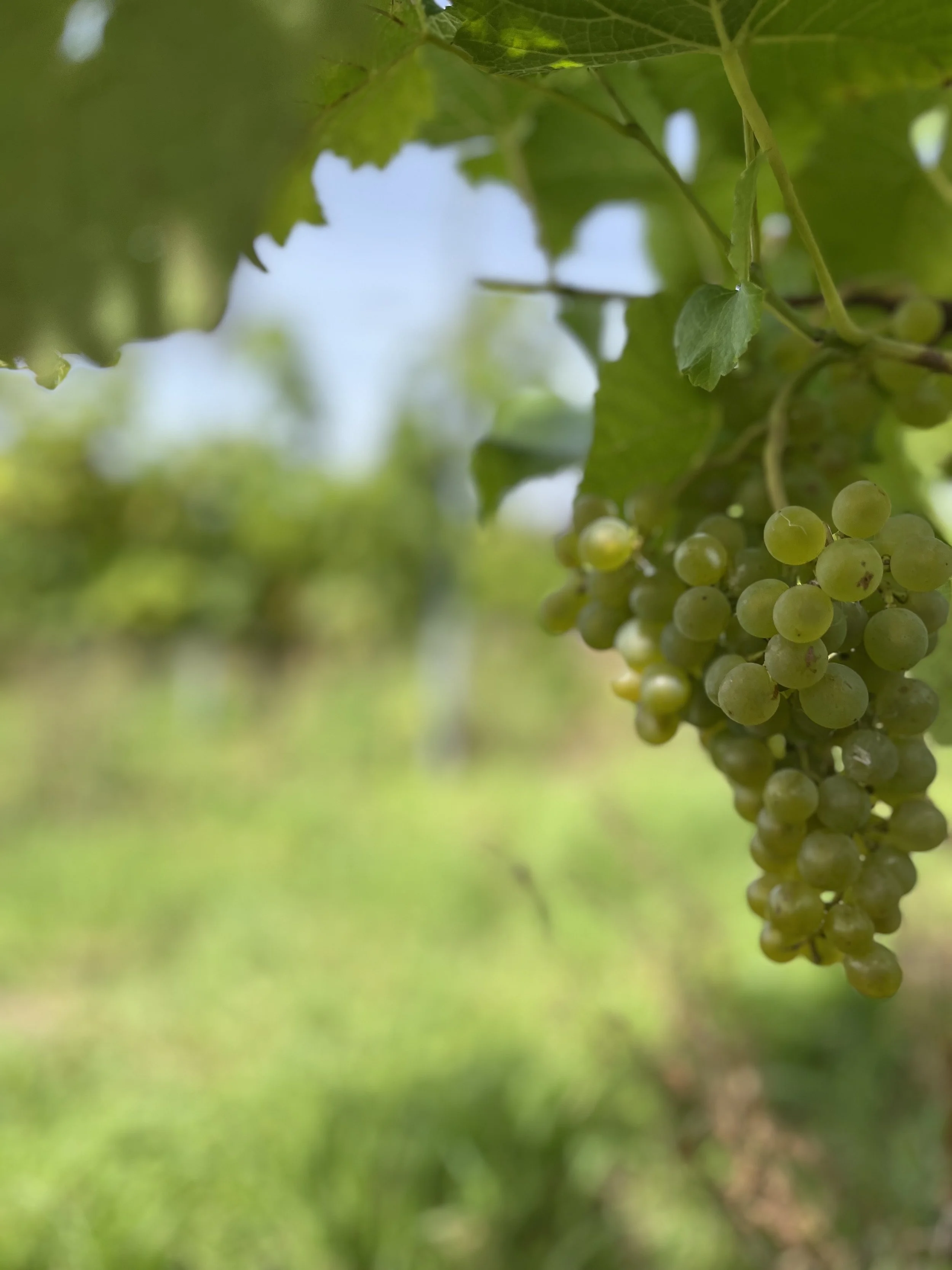 Raisin de couleur verte pendent en grappes sur la vigne, entouré de feuilles vertes.