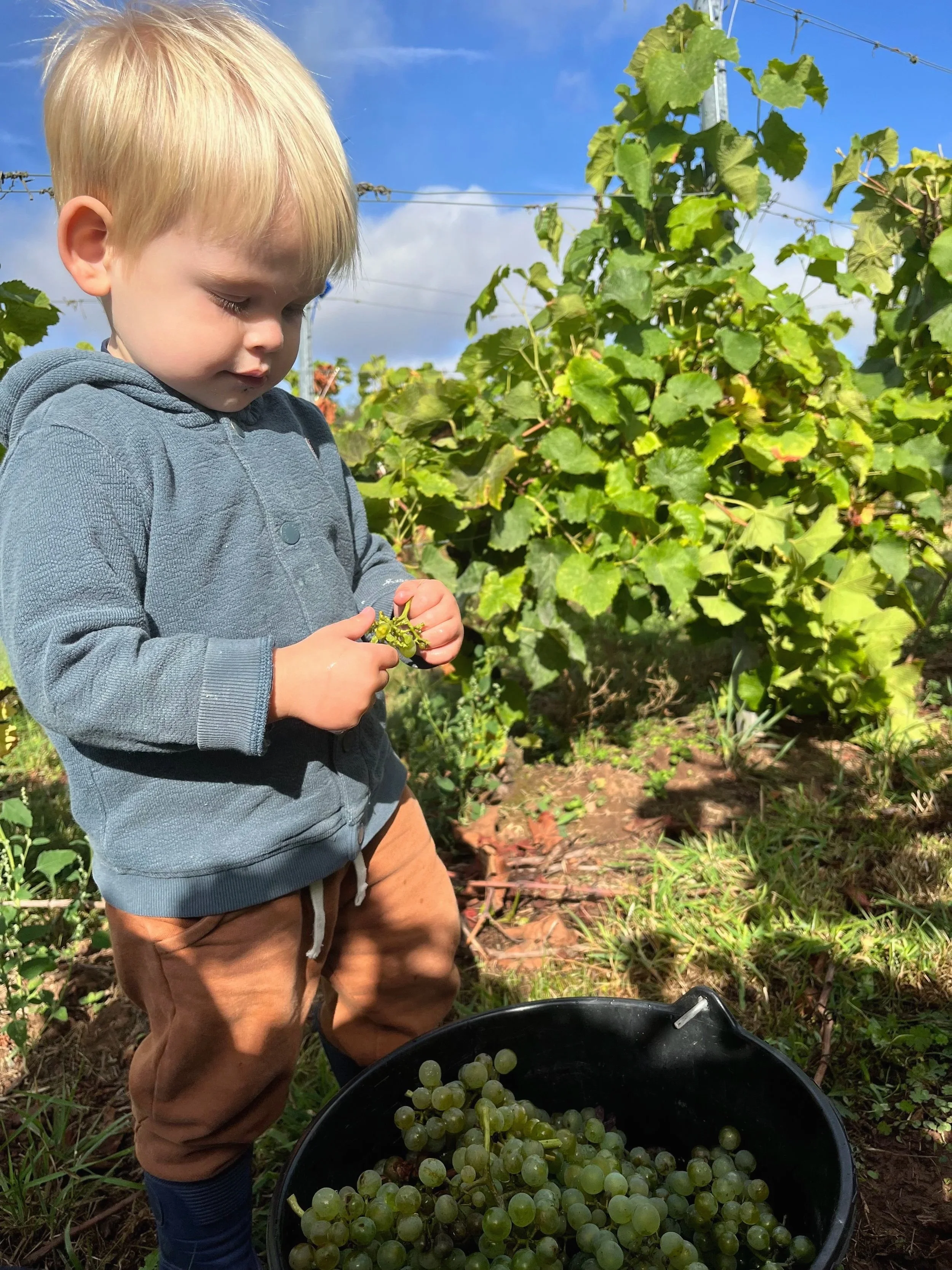 Un jeune garçon avec des cheveux blonds courts récolte des raisins verts dans un vignoble en plein air, avec un ciel bleu et quelques nuages en arrière-plan.