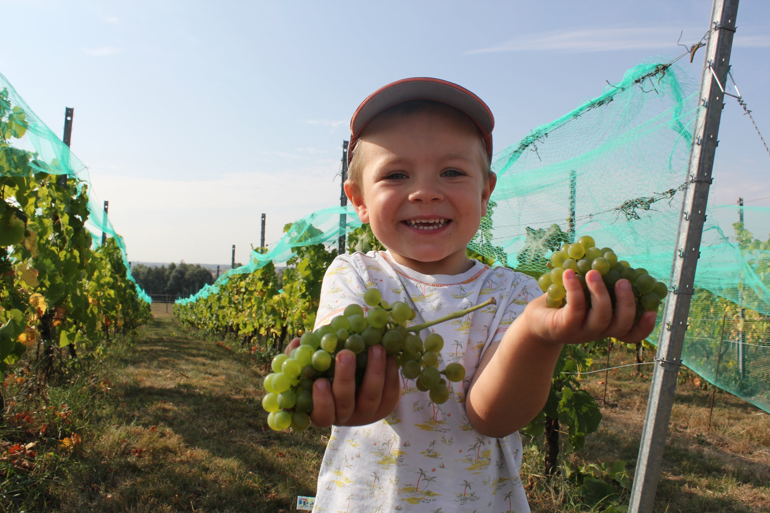 Un enfant souriant tenant une grappe de raisins dans une vigne, sous un ciel clair.