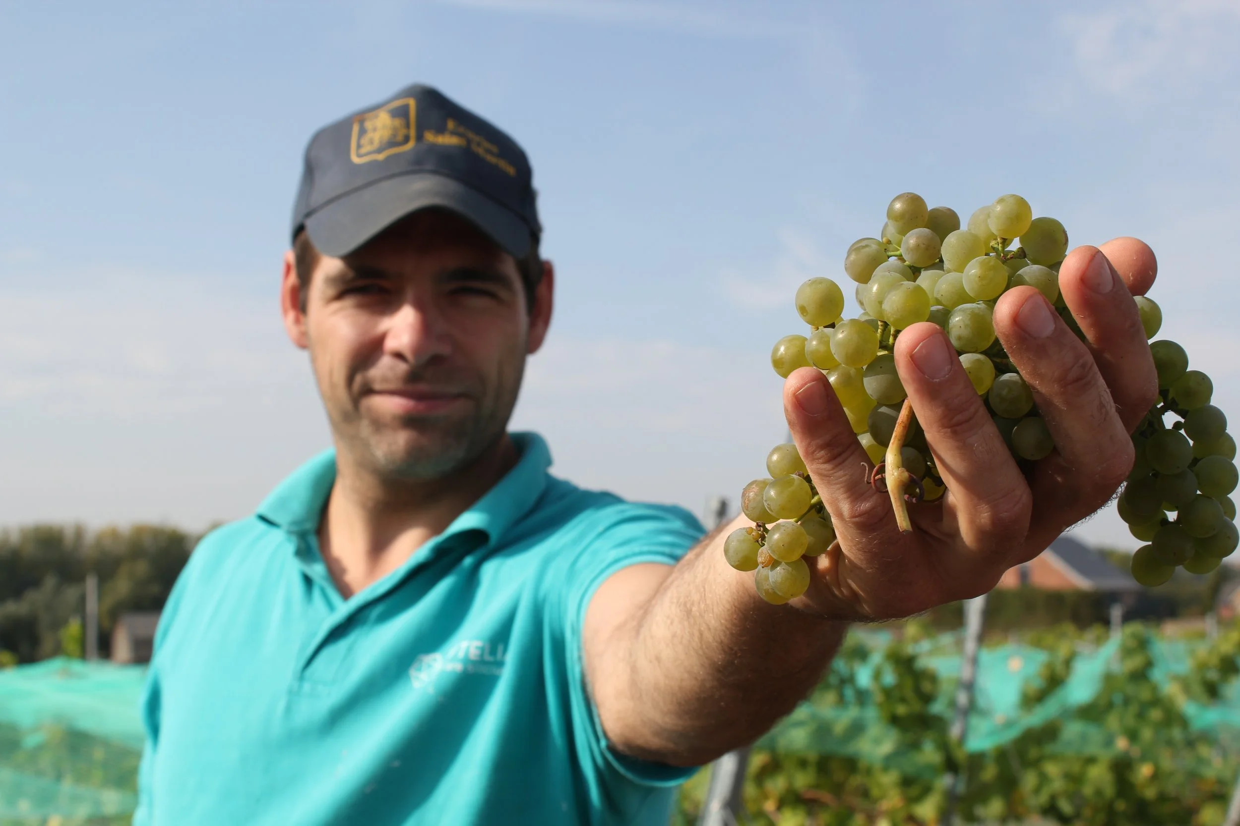 Homme tenant une grappe de raisins verts dans une vigne, portant une casquette noire et un polo turquoise, sous un ciel bleu.