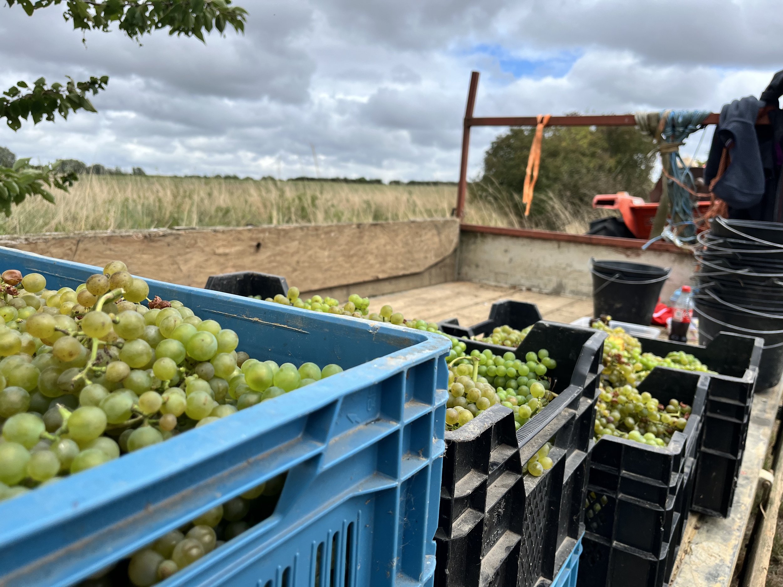 Raisin en grappes dans des contenants en plastique près d'un champ agricole sous un ciel nuageux.