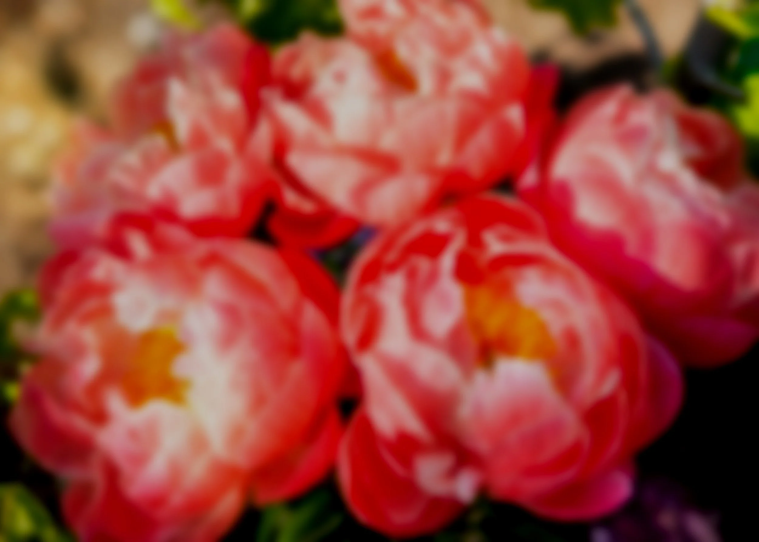 Close-up of vibrant pink and white peonies with yellow centers in a garden.