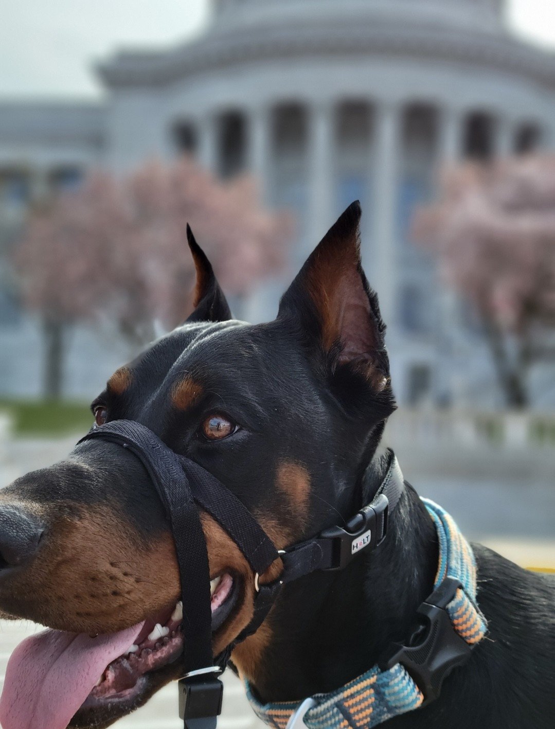 Close-up of a black and tan Doberman dog with pointed ears, wearing a harness, with a blurred government building and trees in the background.