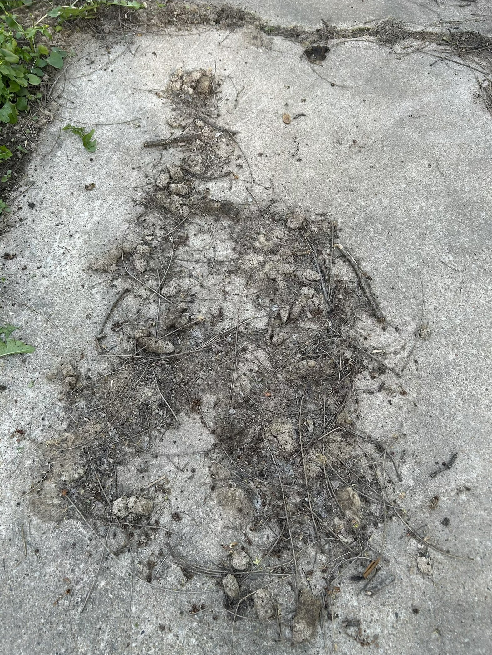 Dog poop shown on concrete patio as an example of work. 