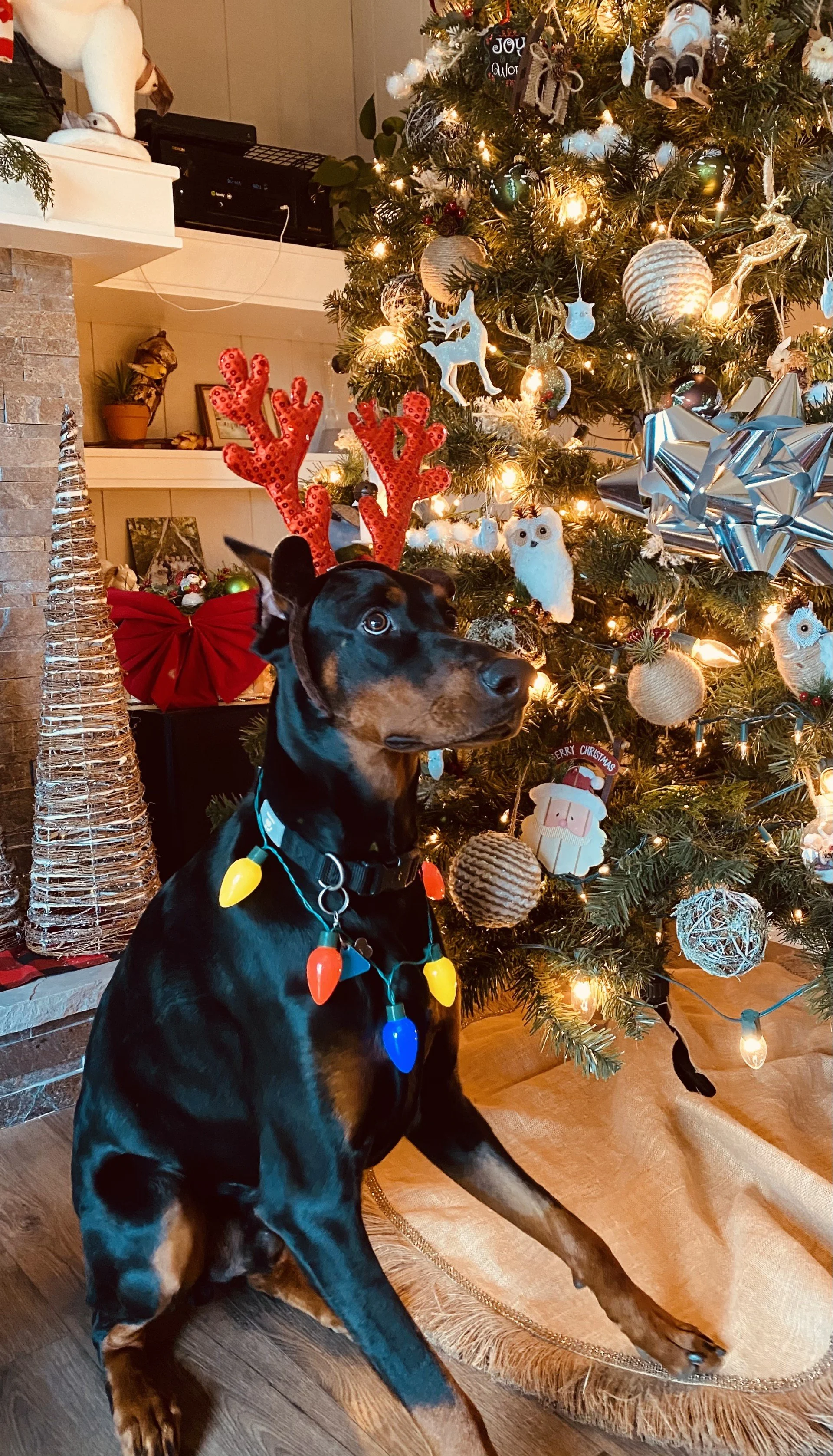 A black and tan dog sitting on a wooden floor, wearing a colorful Christmas light necklace, in front of a decorated Christmas tree with ornaments, lights, and a large silver bow. Decor includes Christmas-themed figures and a red bow on a shelf nearby