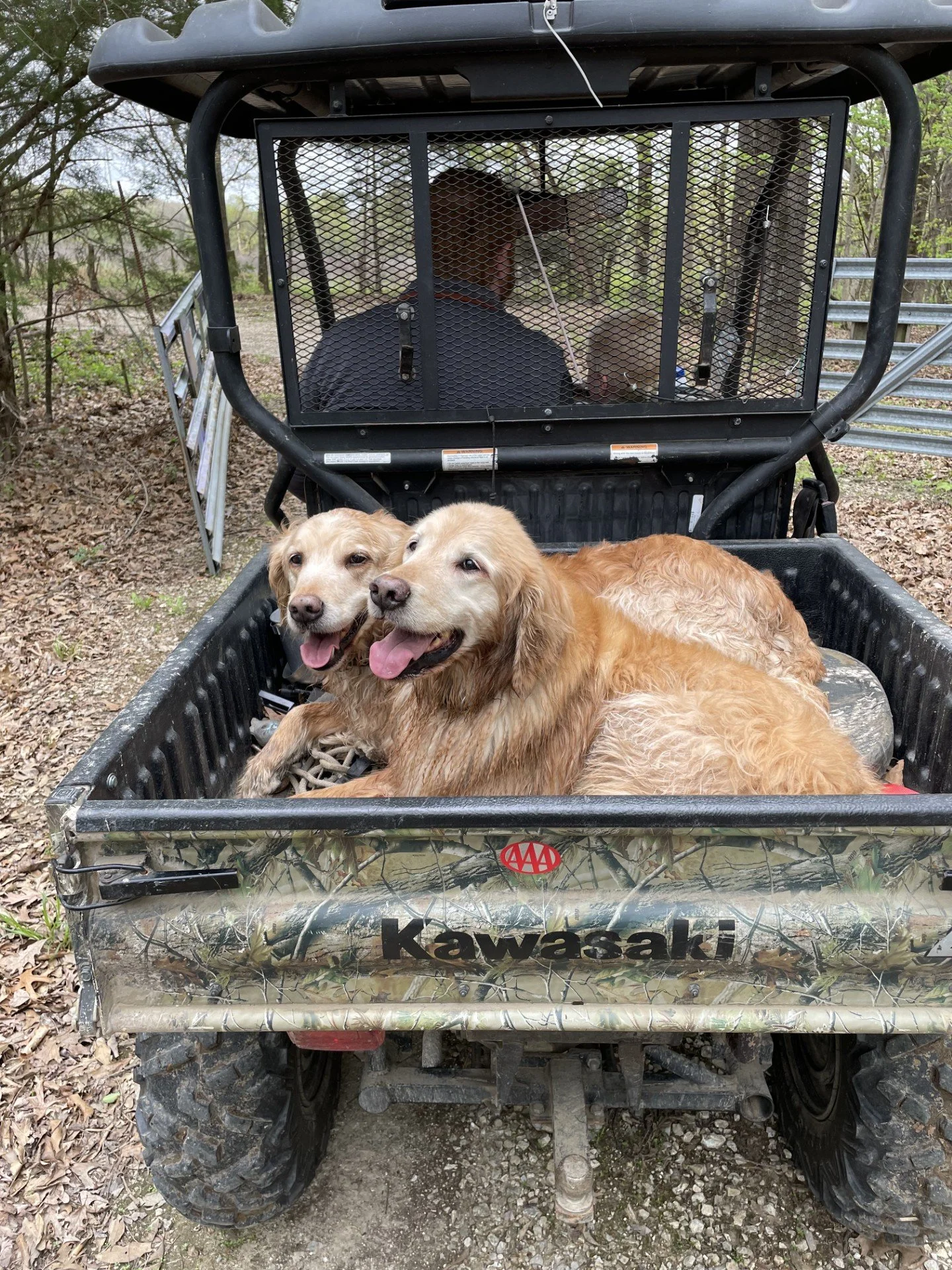 Two golden retrievers lying in the bed of a Kawasaki utility vehicle parked outdoors on a dirt and leaf-covered ground, with a wooded background.