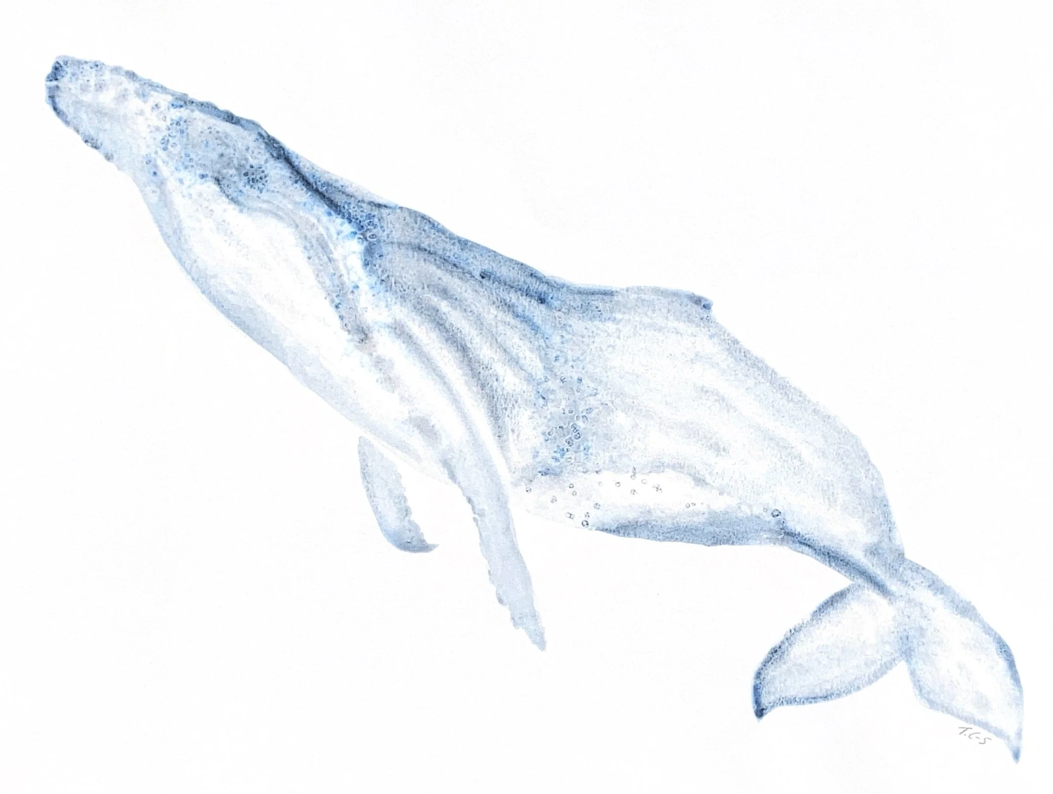Whales 1.jpg