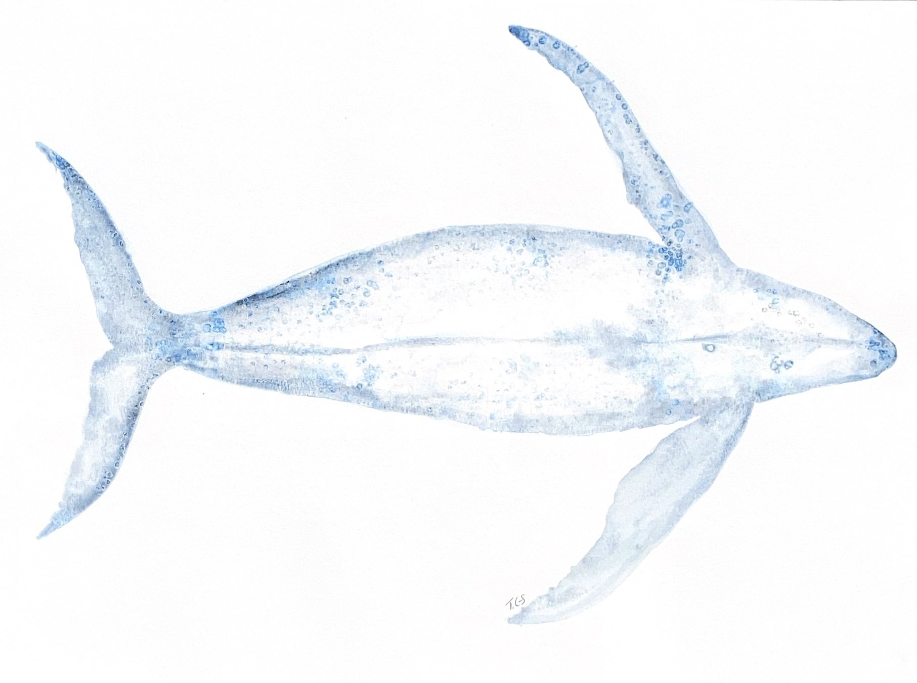 Whale 6.jpg