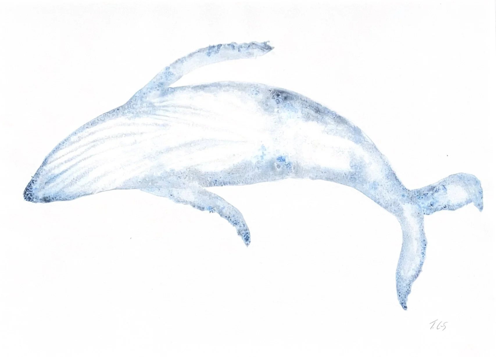 Whale 10.jpg