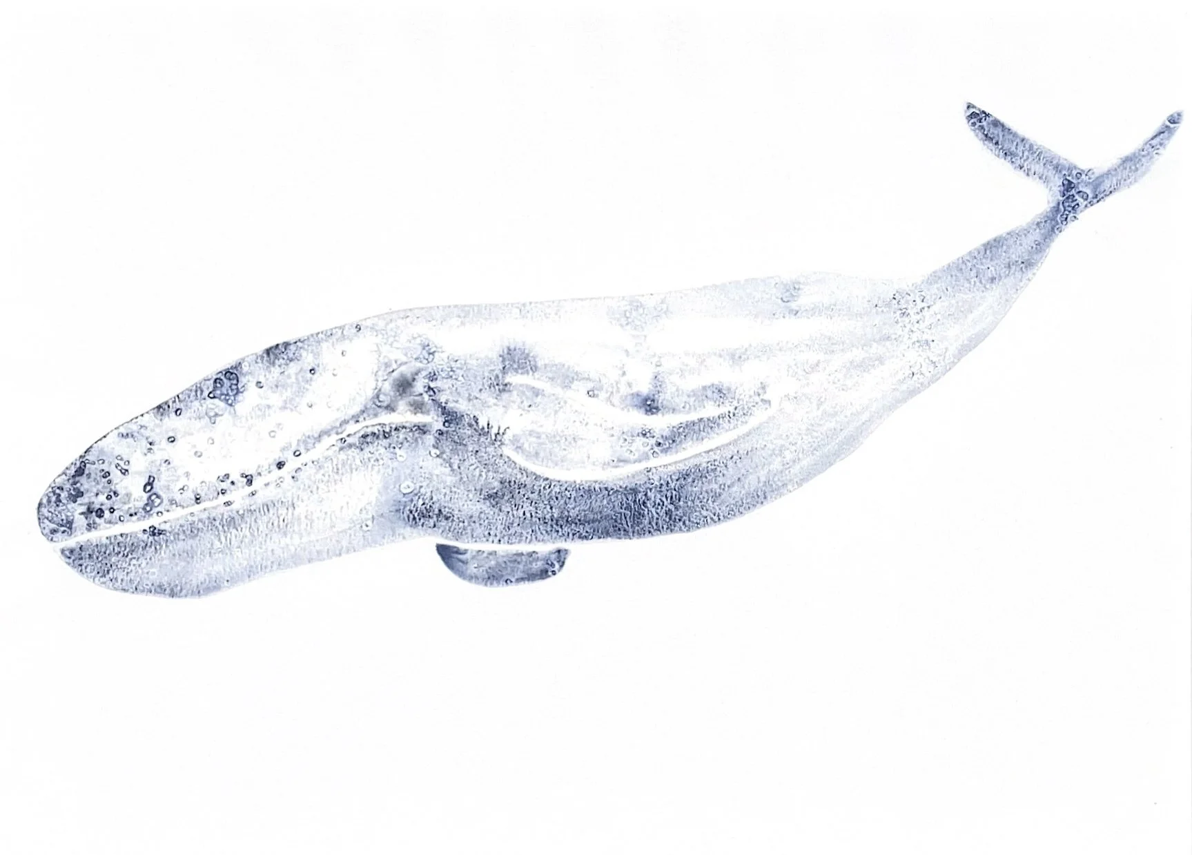 Whale 7.jpg