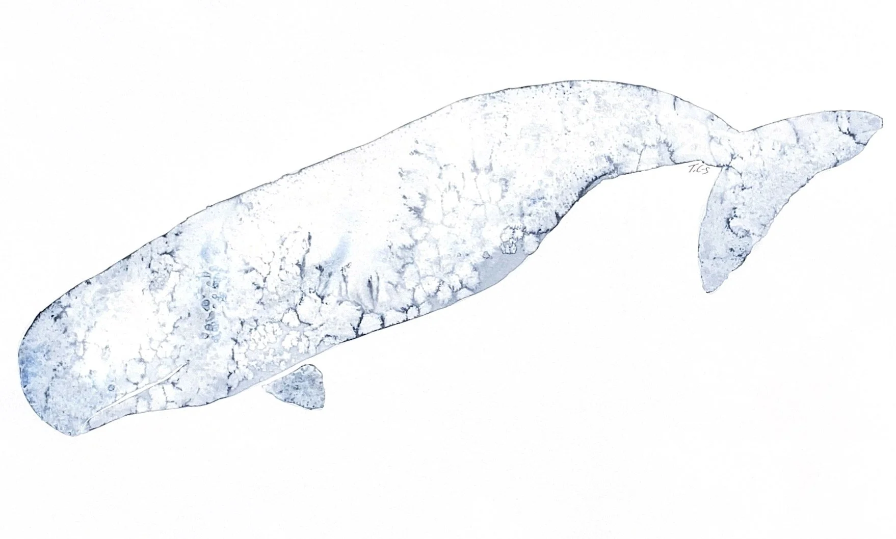 Whales 2.jpg