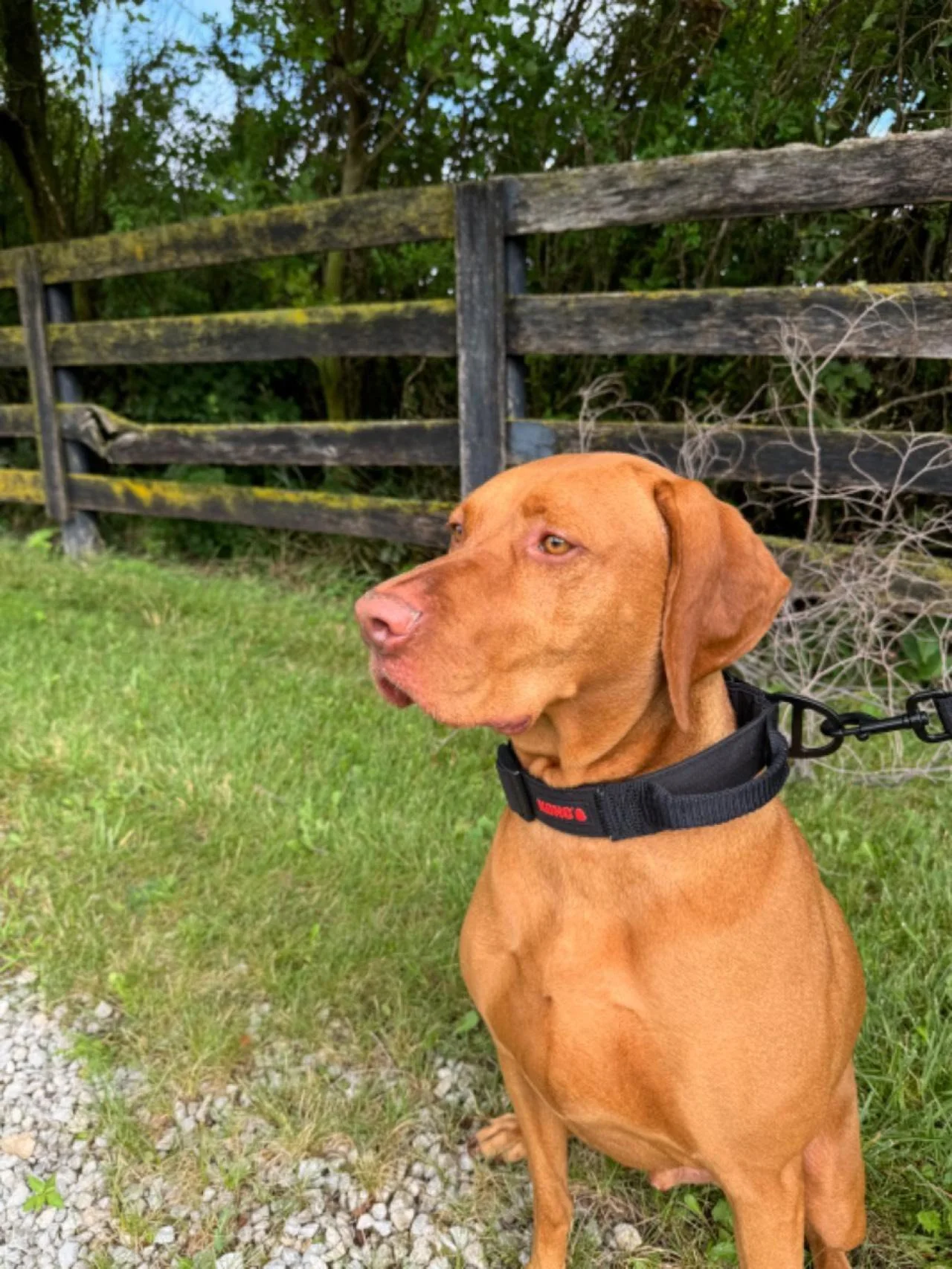 A brown dog with floppy ears and a white patch on its chest is outdoors on grass and dirt, and lying on a couch inside with its head resting on a cushion.
