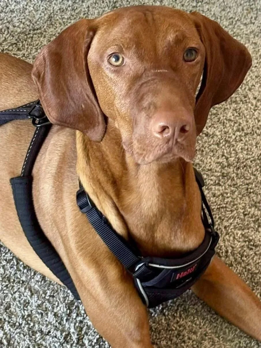 A Vizsla dog sitting indoors on a patterned rug, looking directly at the camera. The dog wears a beige collar with dog tags hanging from it.