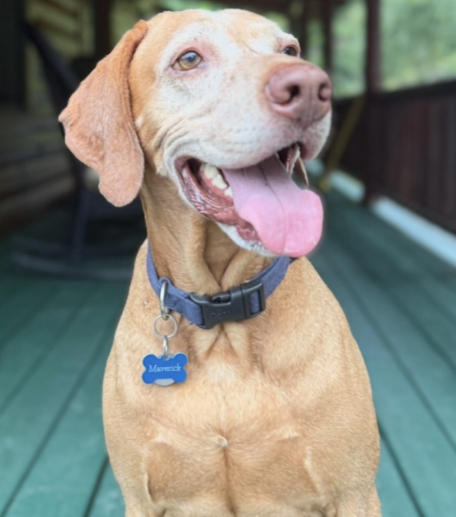 Smiling light brown dog with a blue collar and a blue bone-shaped tag, sitting on a green wooden deck with a porch and greenery in the background.