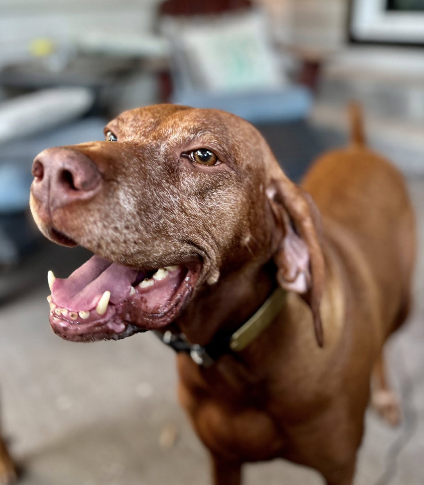 Dogs Available for Foster or Adoption — Viz Whizz Dogs Rescue