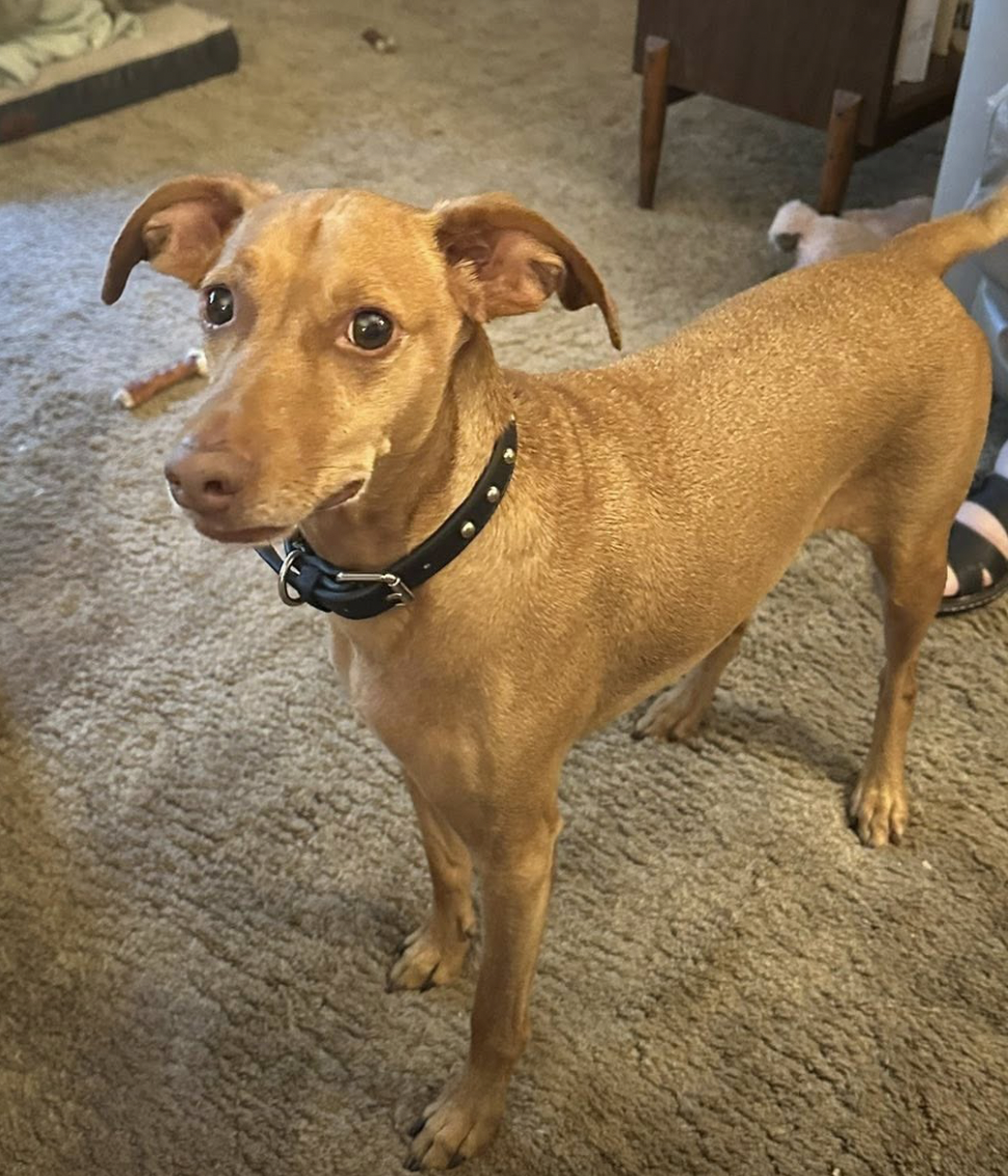 A brown dog with a black collar standing on a beige carpet in a home interior.