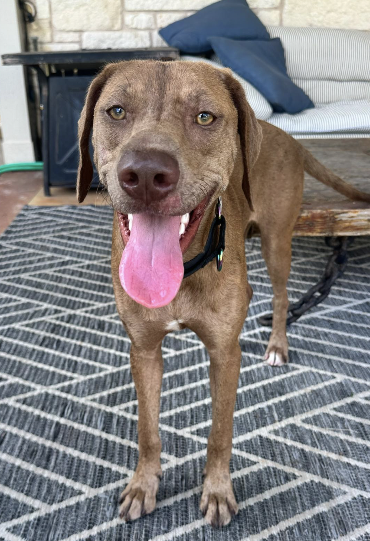 A happy brown dog with a pink tongue hanging out, standing on a black and white patterned rug on a porch or deck.