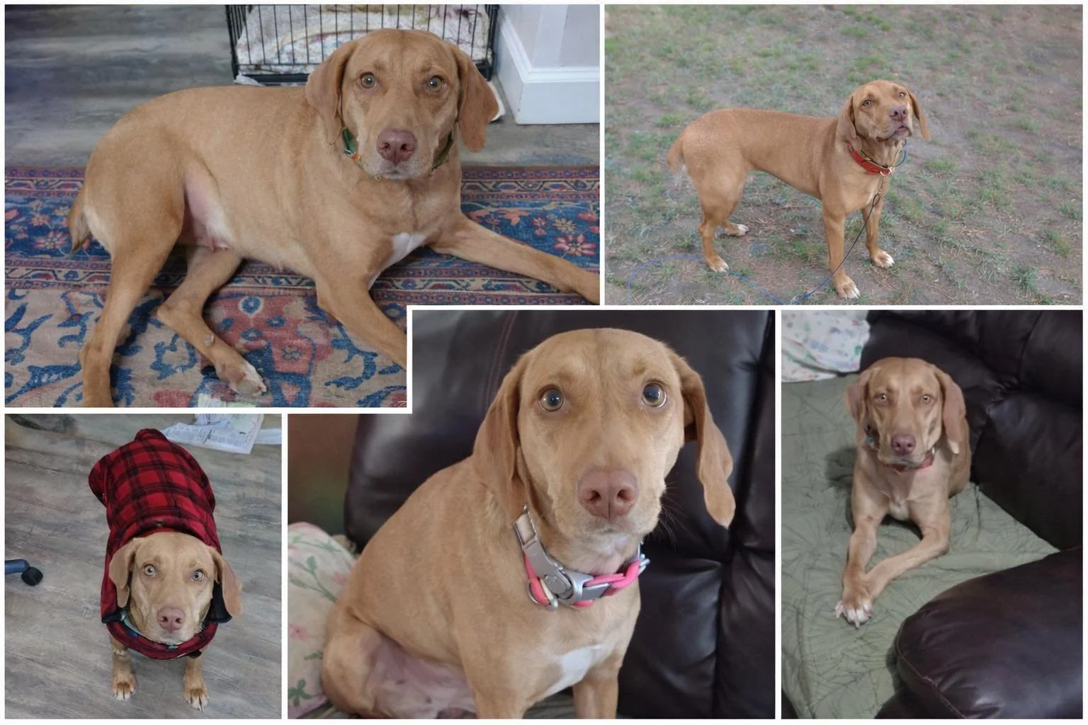 A Vizsla dog with floppy ears, standing outdoors on rocky ground, looking at the camera.