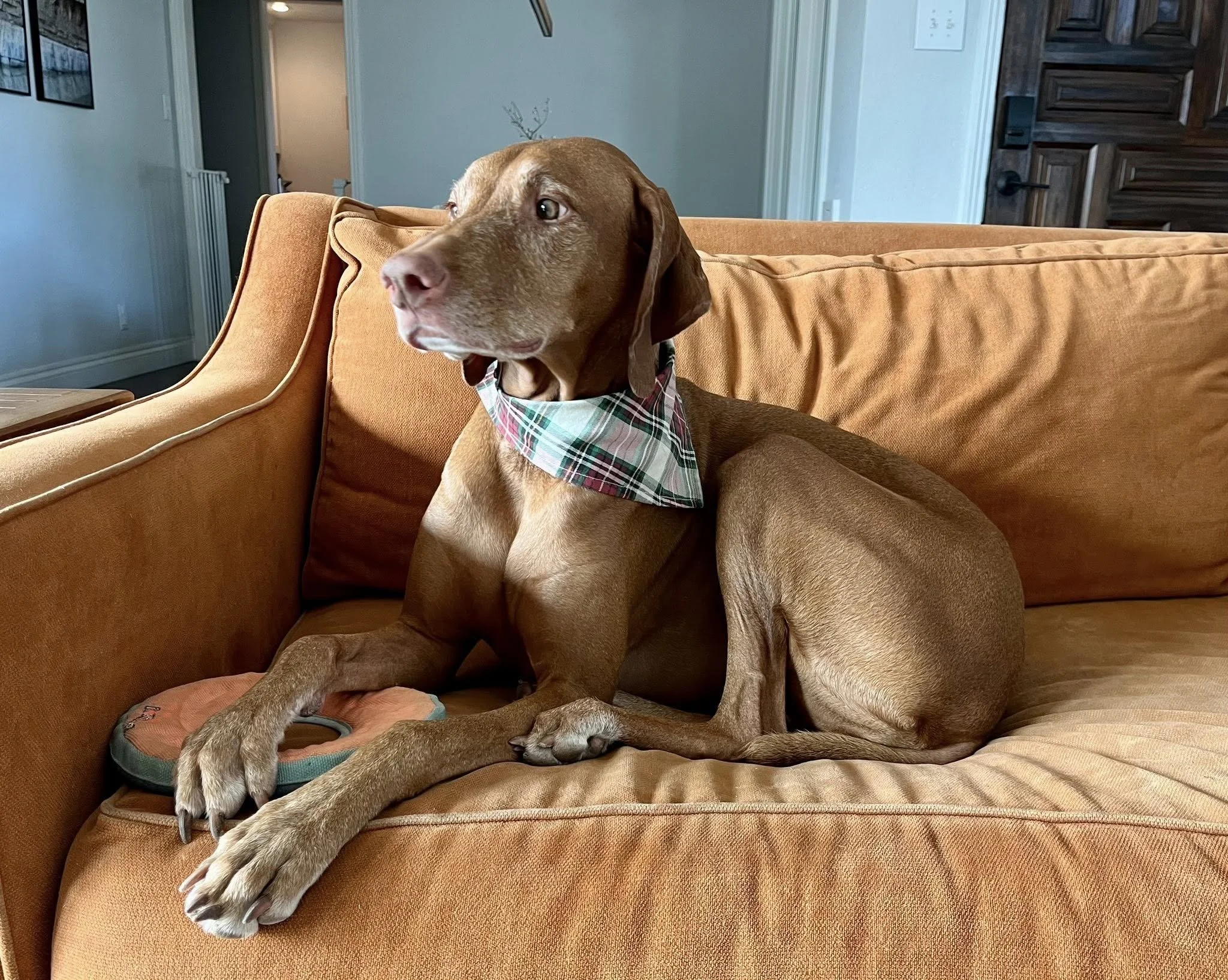 Meet Sophie - San Antonio, TX
