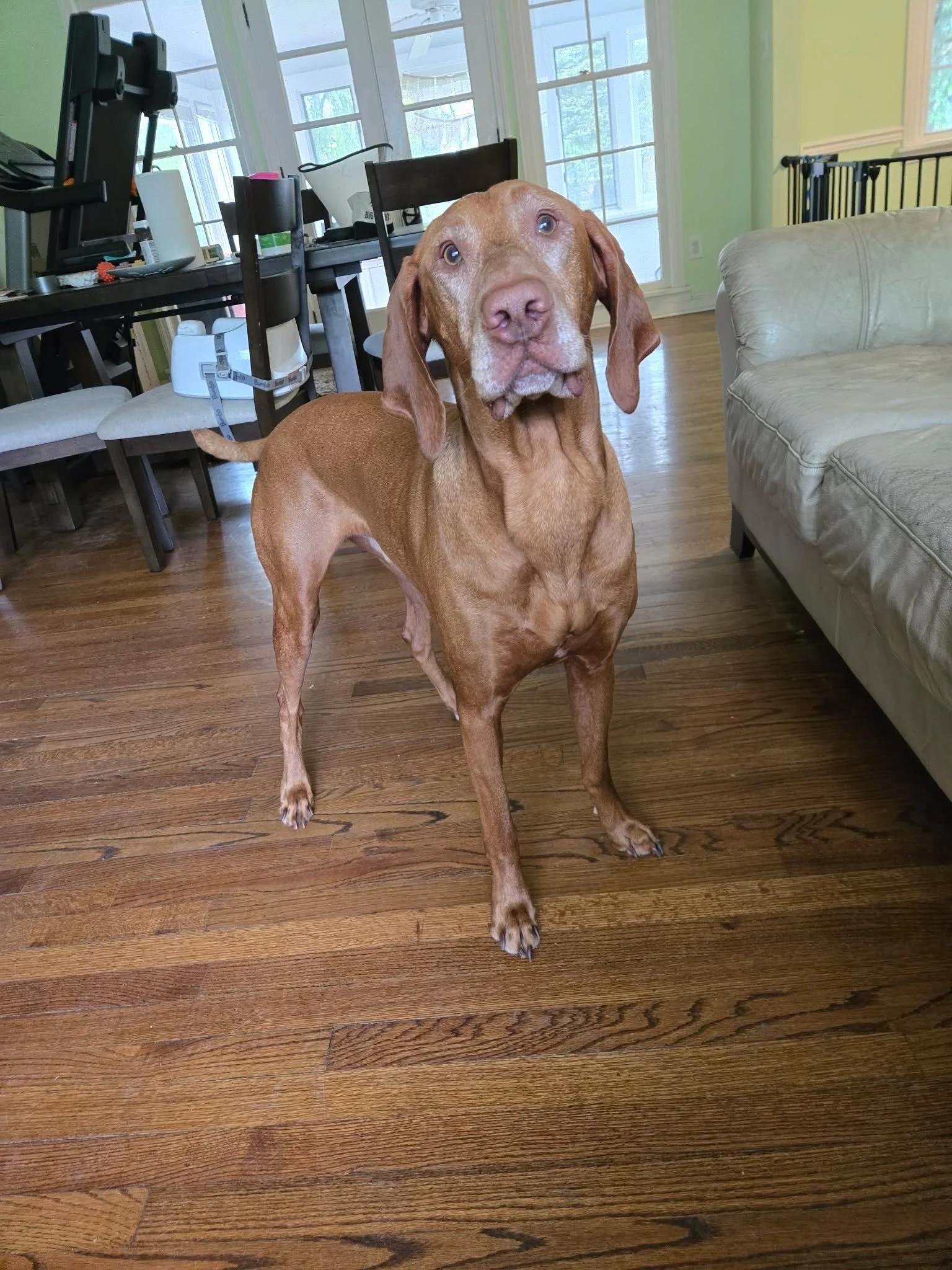 A brown dog with a black collar standing on a beige carpet in a home interior.