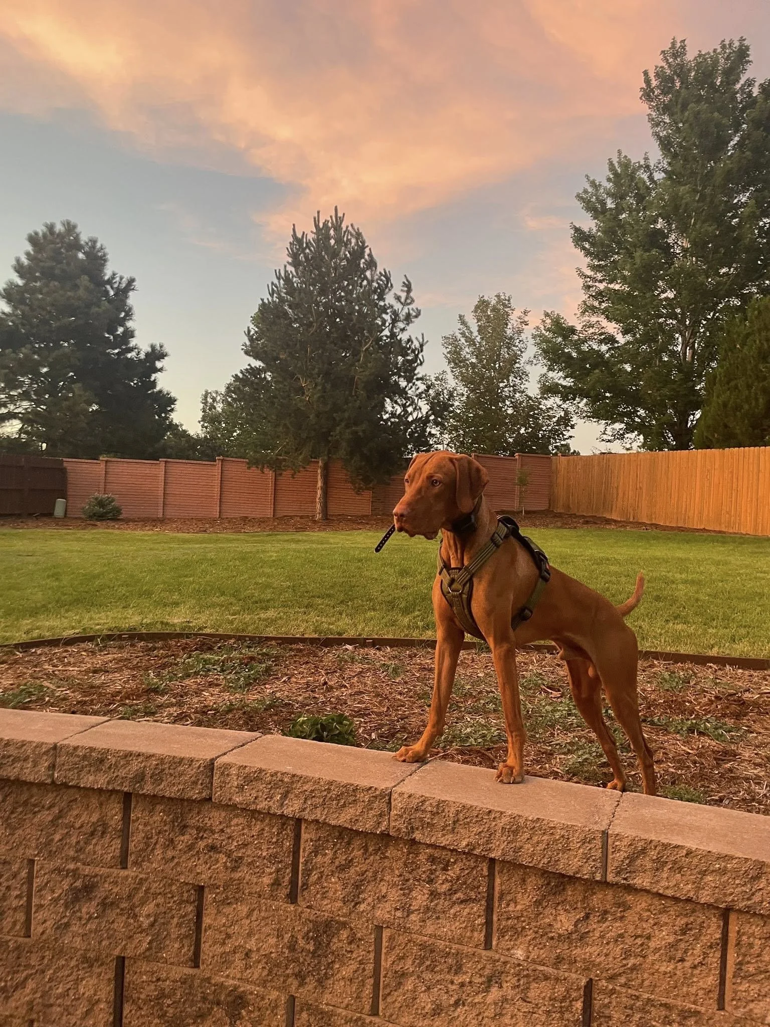 A brown dog with a black collar standing on a beige carpet in a home interior.
