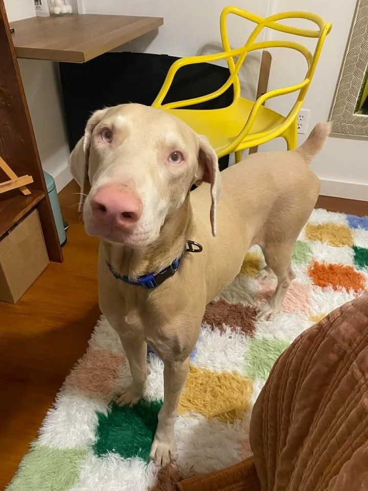 Meet Monty - Huntsville, TX