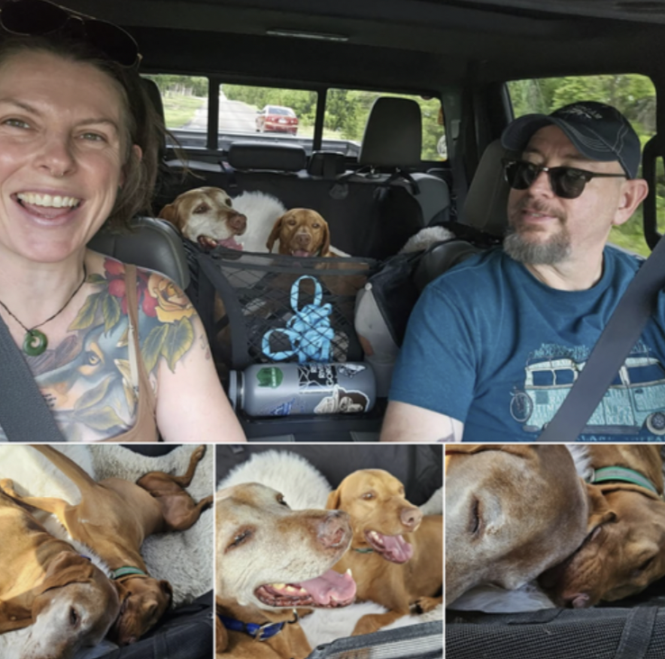 A smiling woman and a man with sunglasses and a hat in a car, traveling with two dogs in the back seat, one of which is sticking its tongue out. The car interior shows a view of the road through the rear window, and the back seat area has dogs resting and interacting.