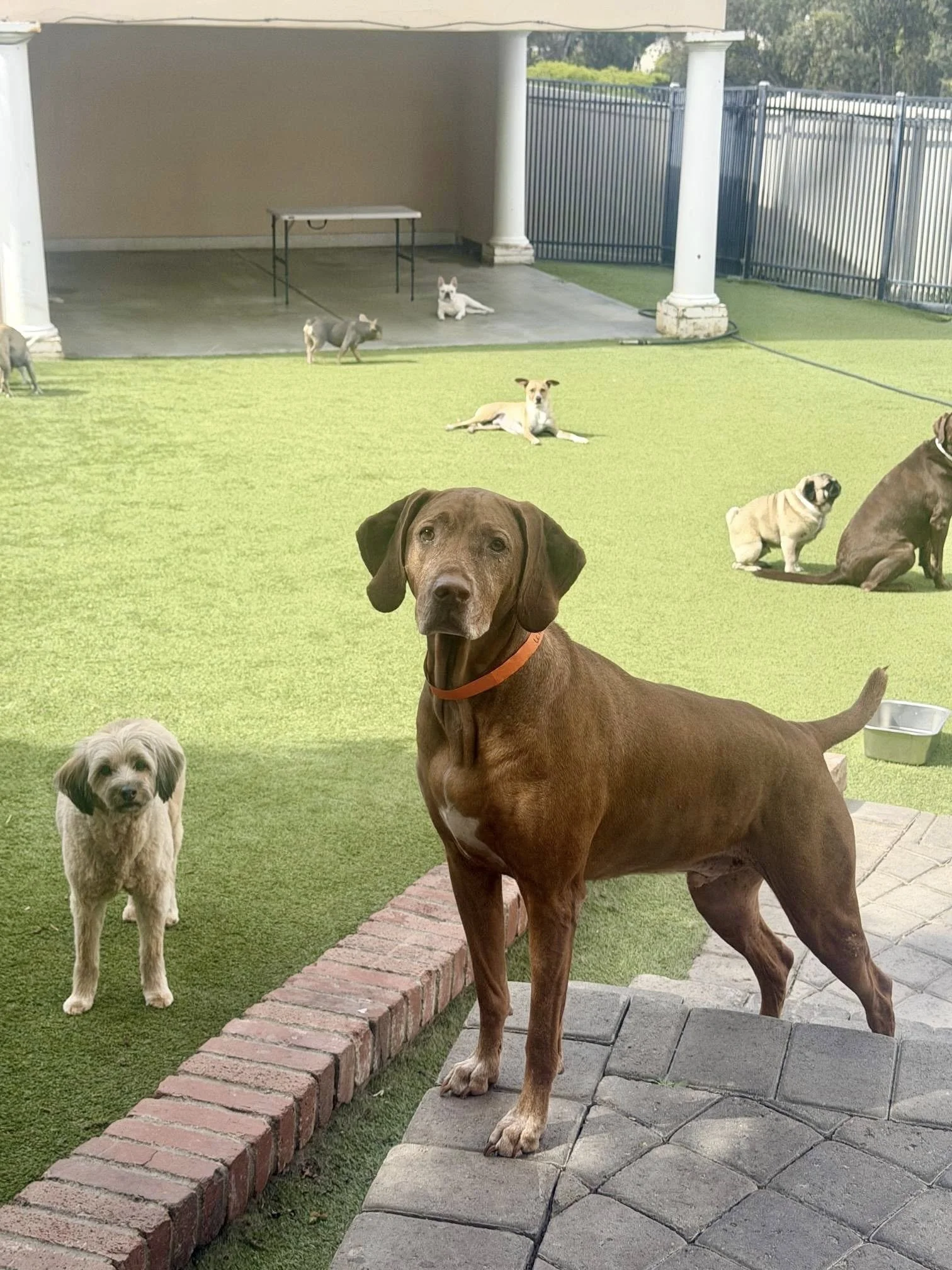 A brown dog with a black collar standing on a beige carpet in a home interior.