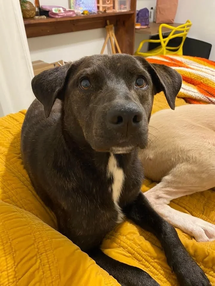 A brown dog with a black collar standing on a beige carpet in a home interior.