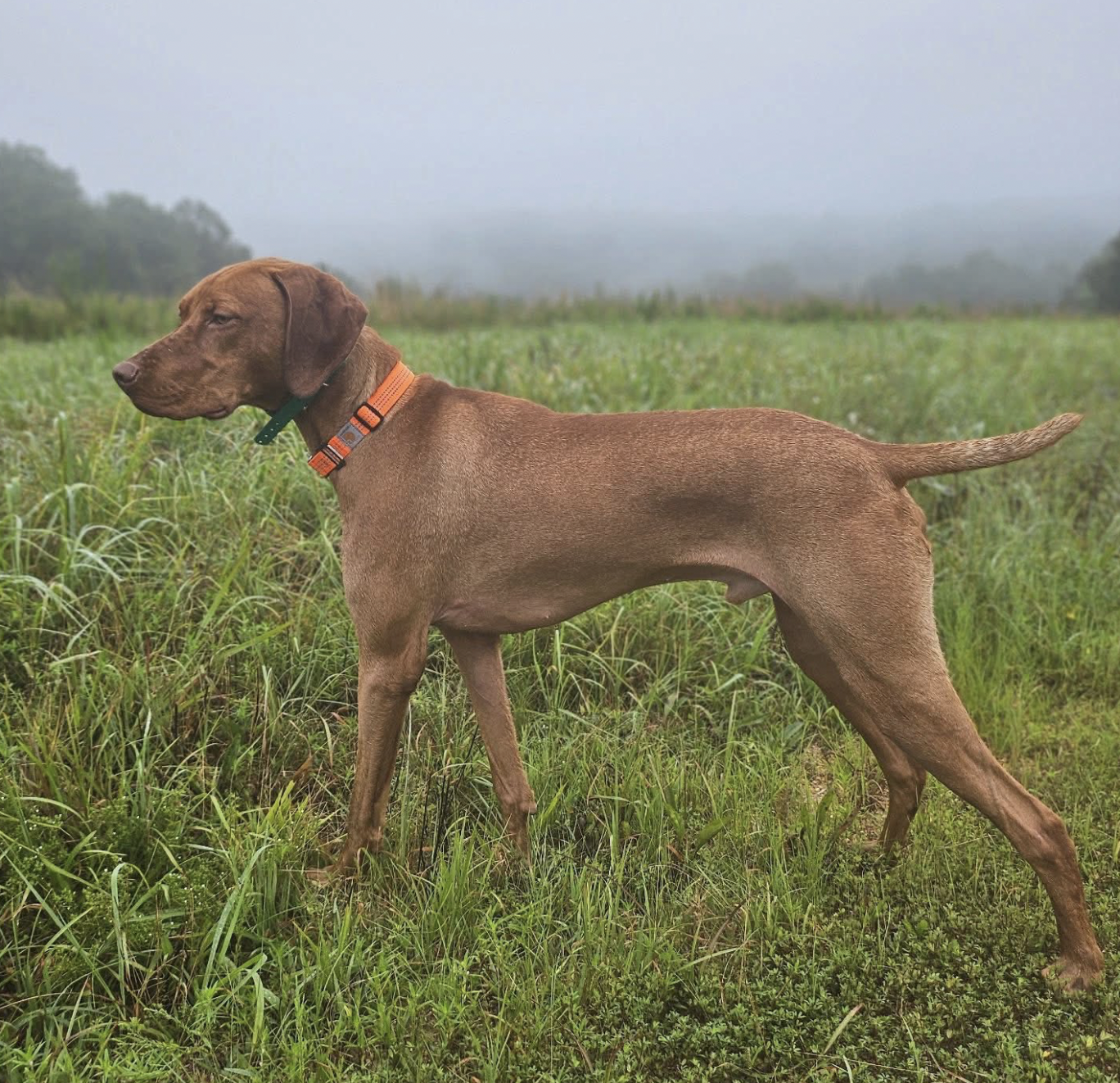 A happy brown dog with floppy ears and a pink tongue, standing outdoors on grass among other dogs.