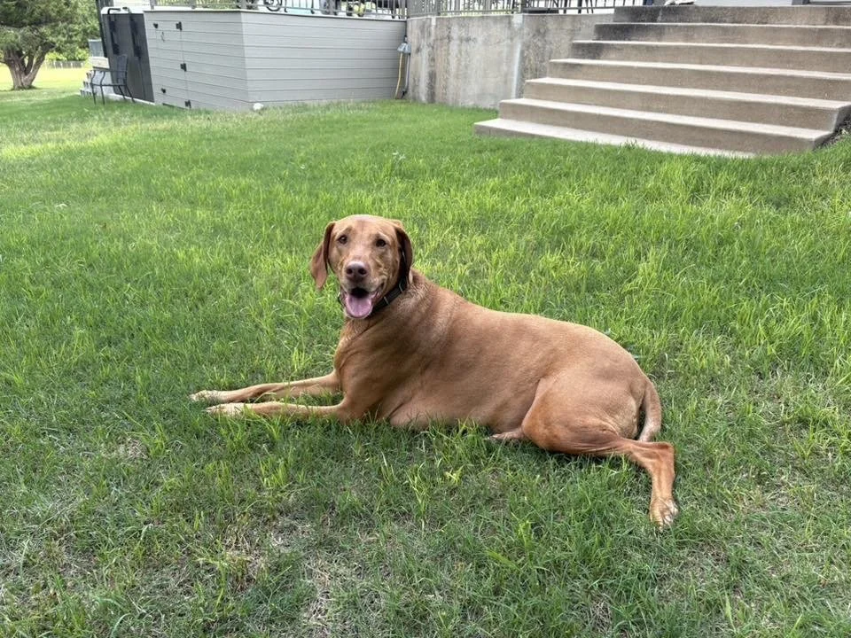 A brown dog with a black collar standing on a beige carpet in a home interior.