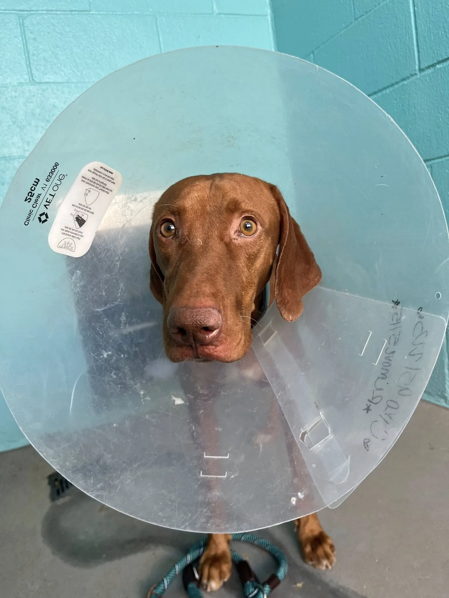 Meet Cika - Tucson, AZ