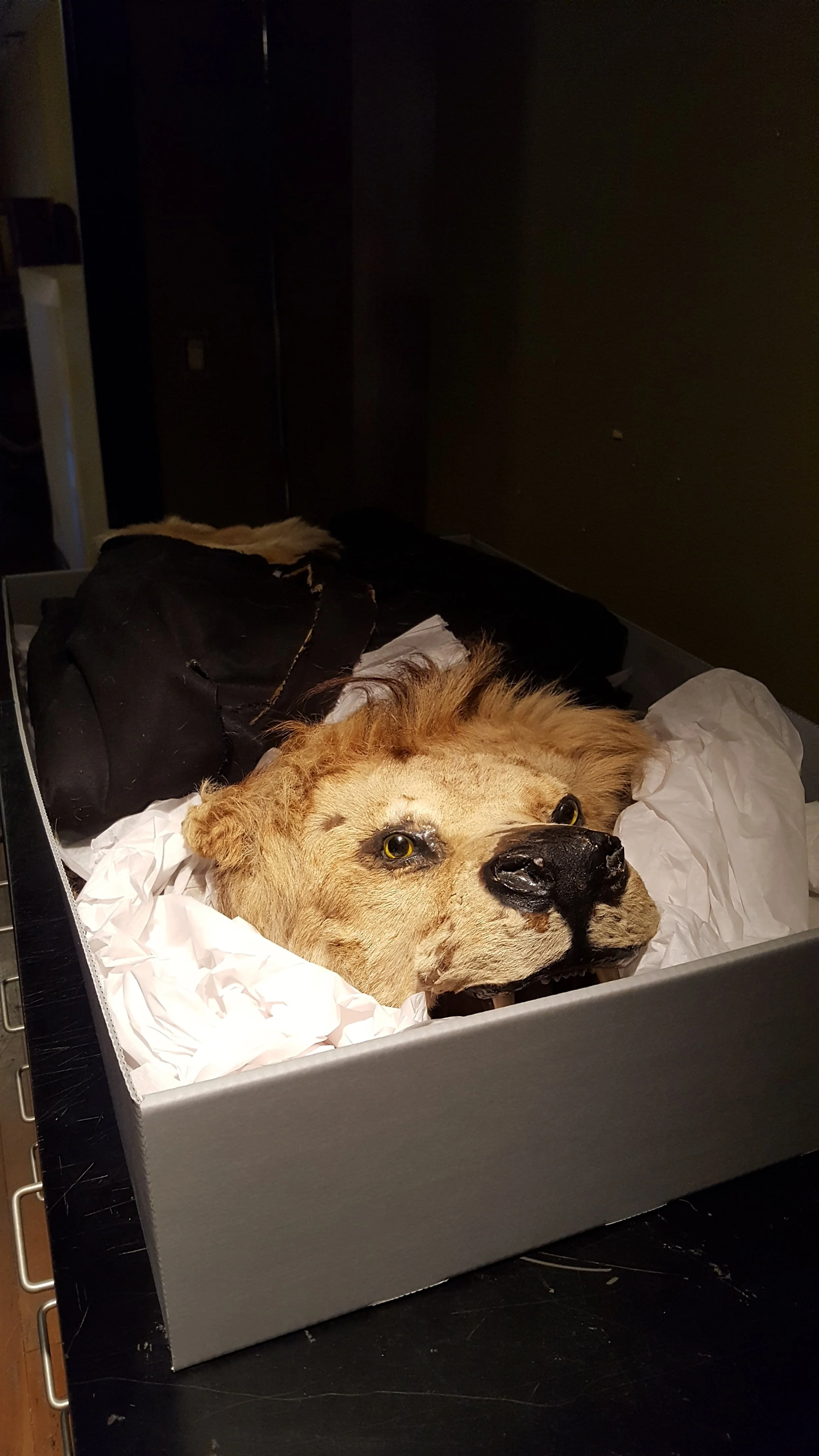 A taxidermy lion's head mounted in a box with white tissue paper, surrounded by black fabric.