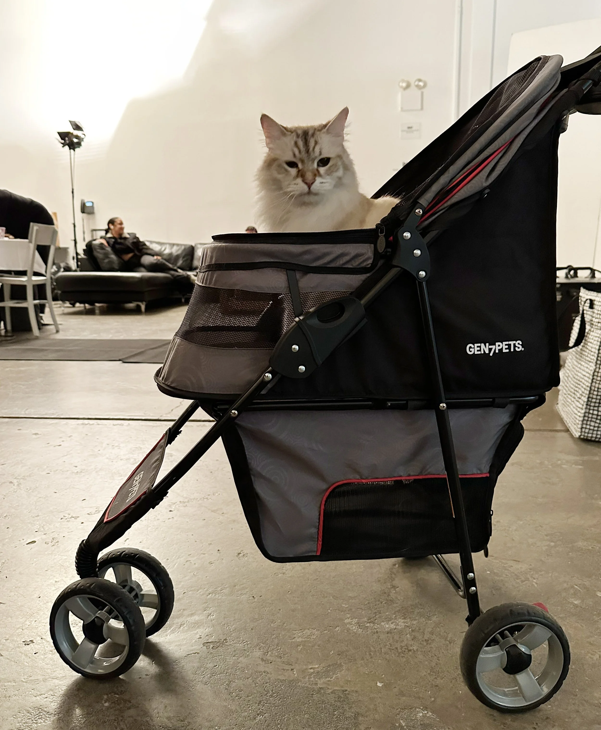 A fluffy cat with light brown and white fur sitting in a black pet stroller in a living room.