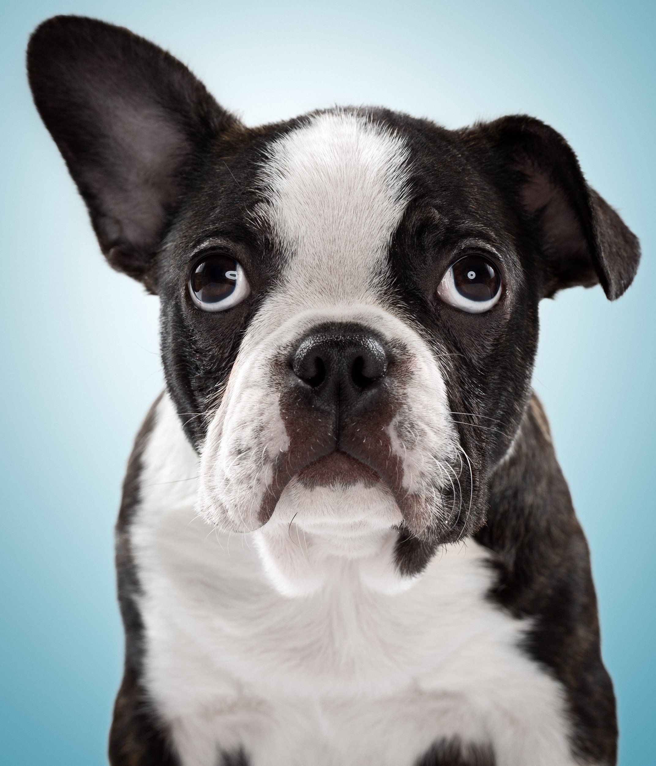 Close-up of a Boston Terrier puppy with a light blue background.